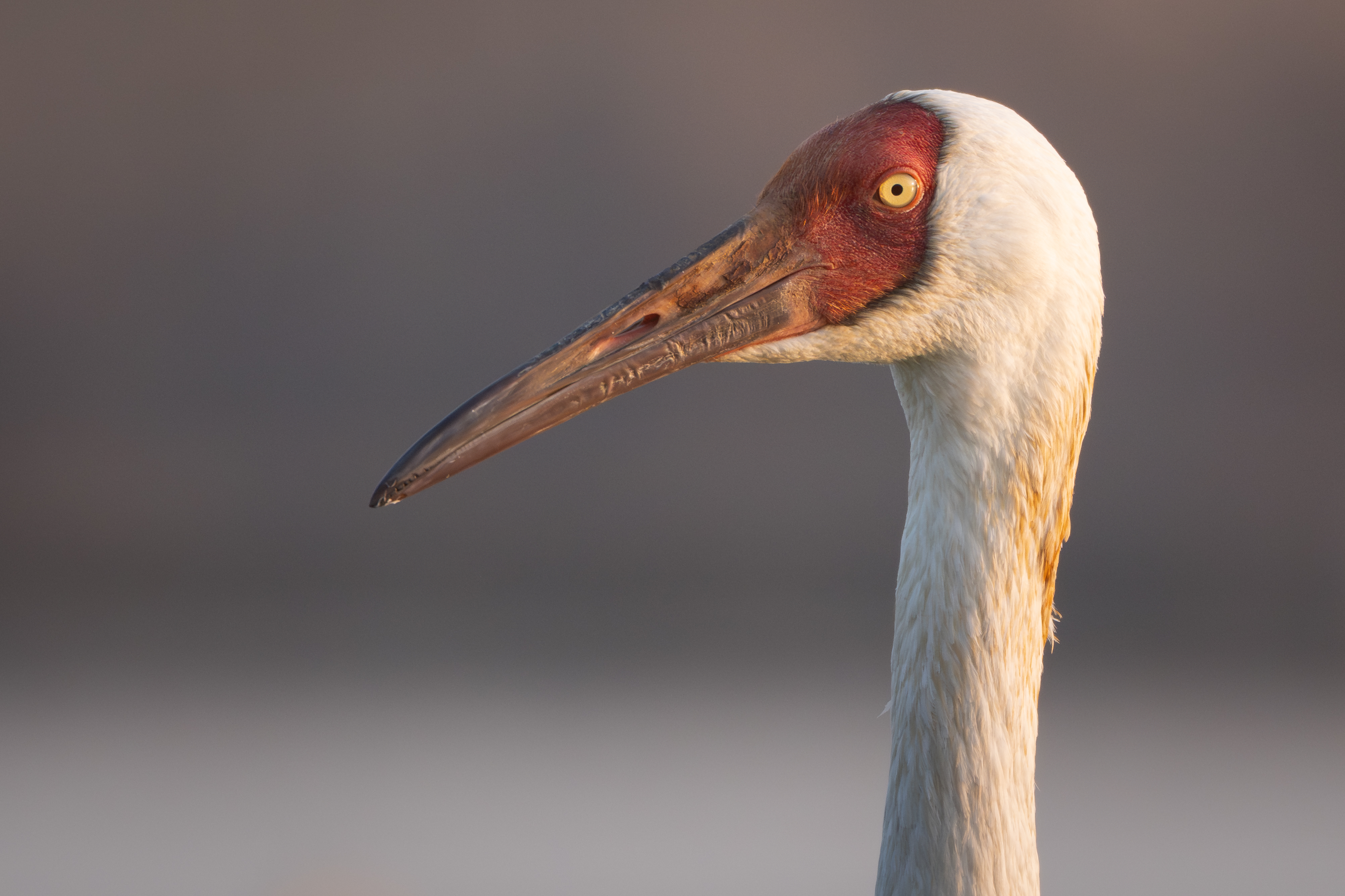 ��ʿGFX1OOII���������۶������ǧ��֮Լ