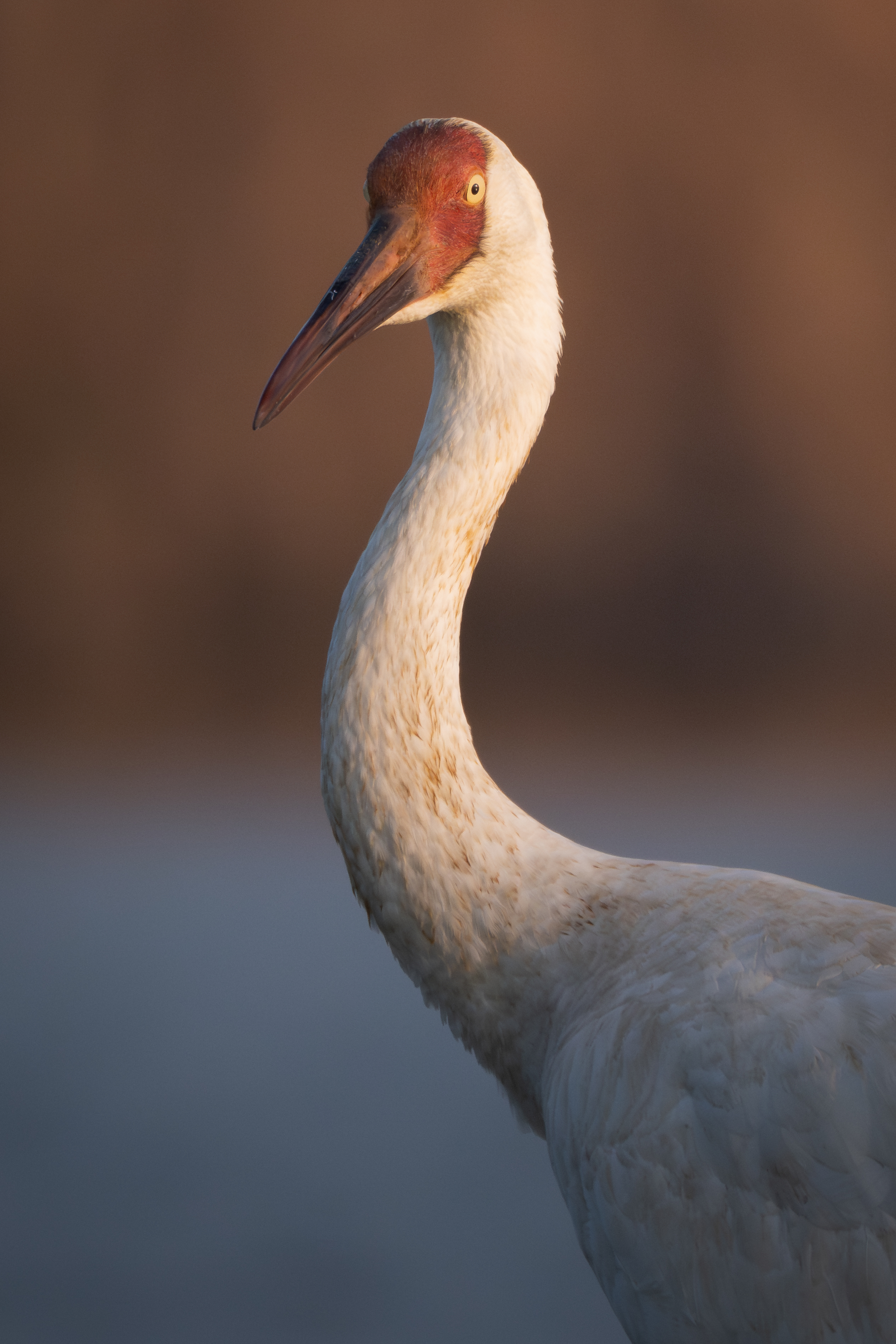 ��ʿGFX1OOII���������۶������ǧ��֮Լ