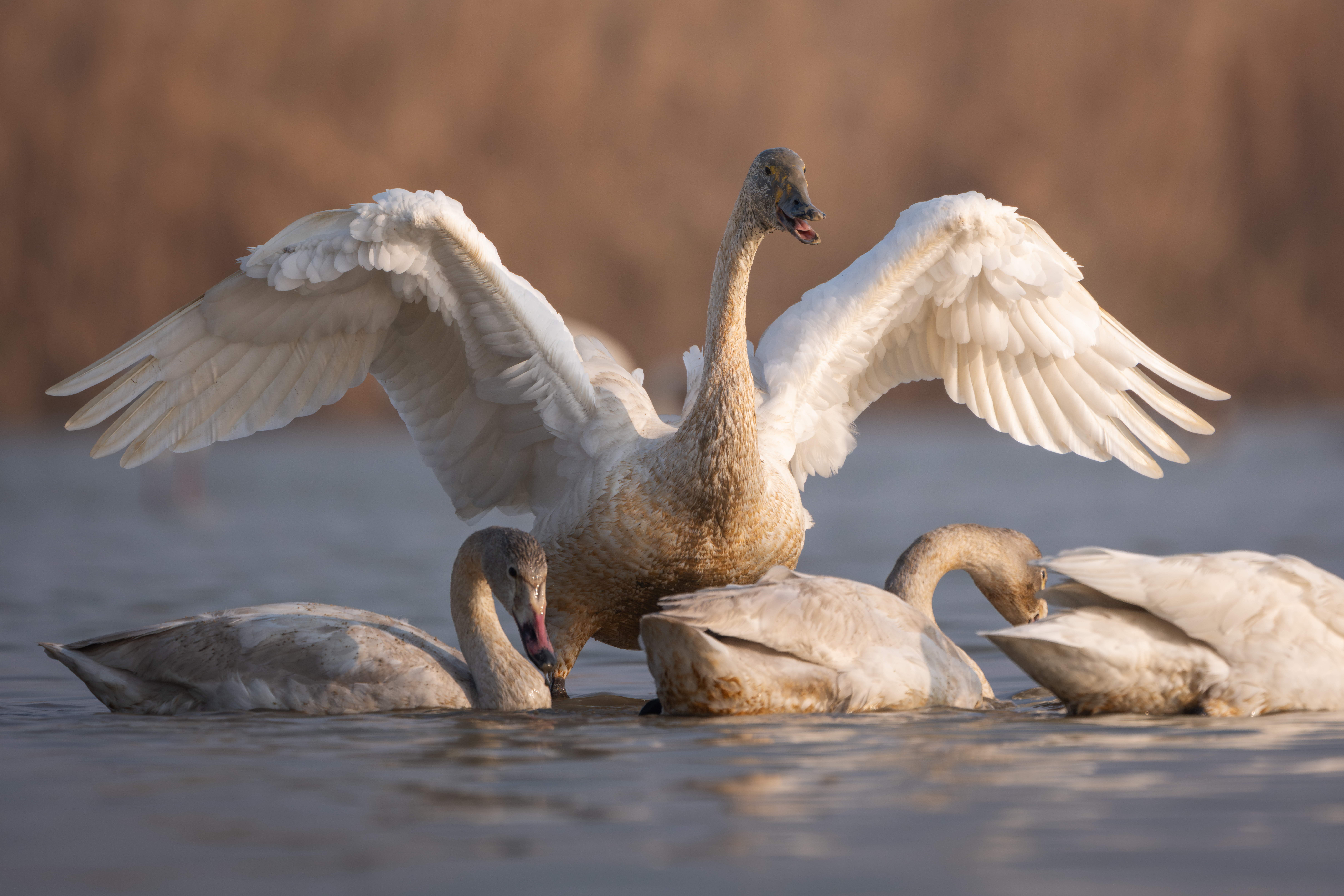 ��ʿGFX1OOII���������۶������ǧ��֮Լ