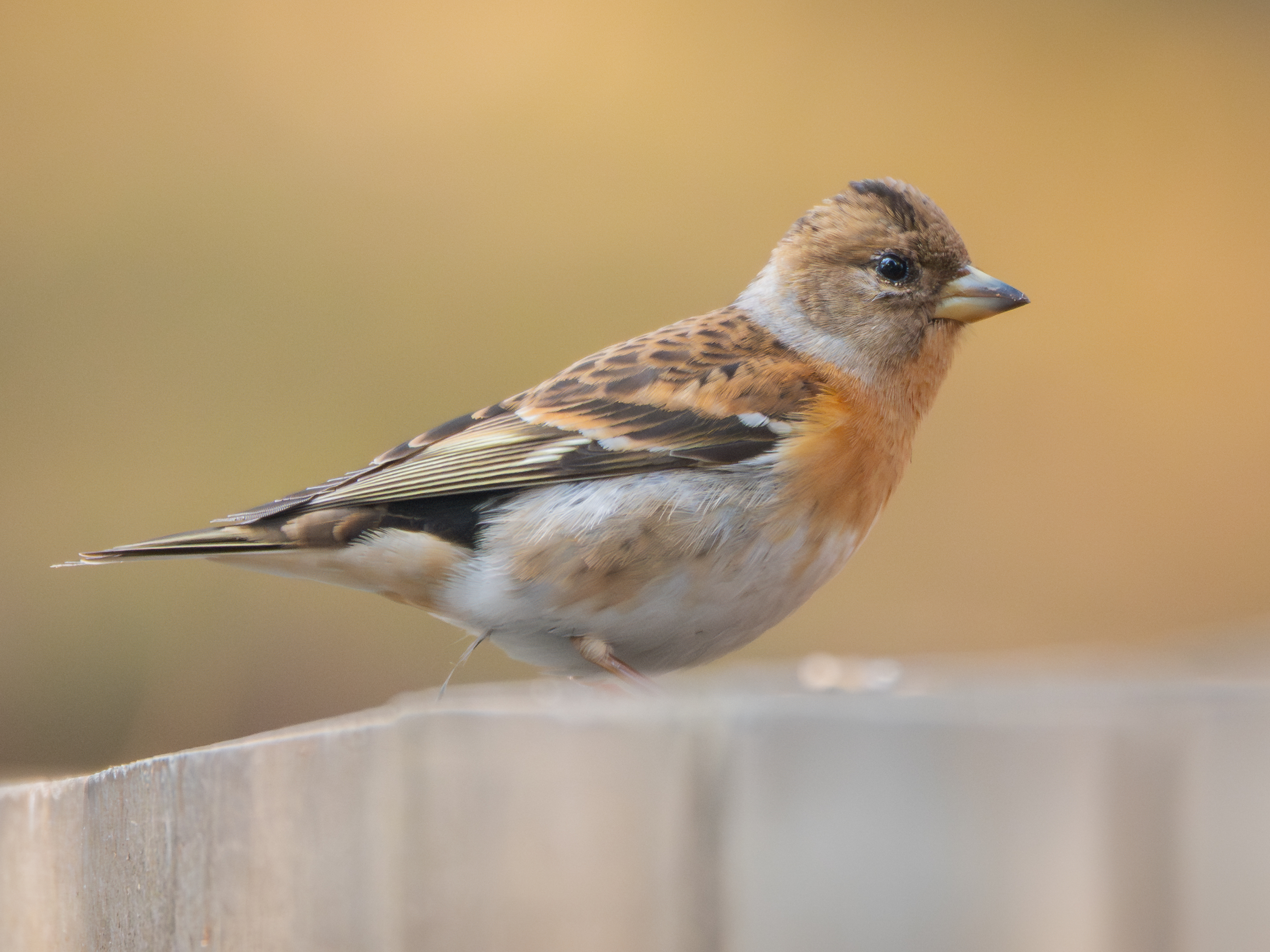 ��ʿGFX1OOII���������۶������ǧ��֮Լ