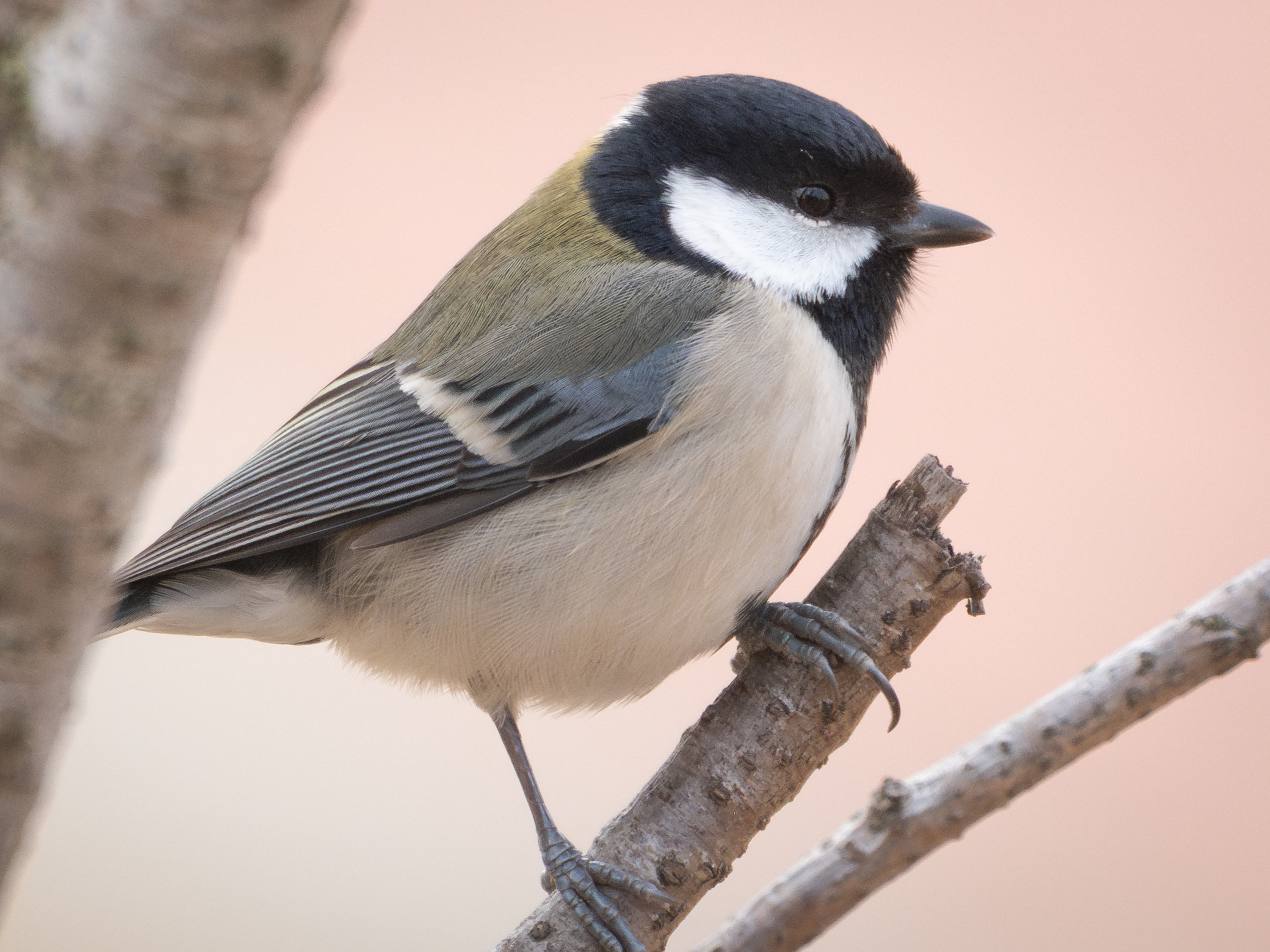 ��ʿGFX1OOII���������۶������ǧ��֮Լ