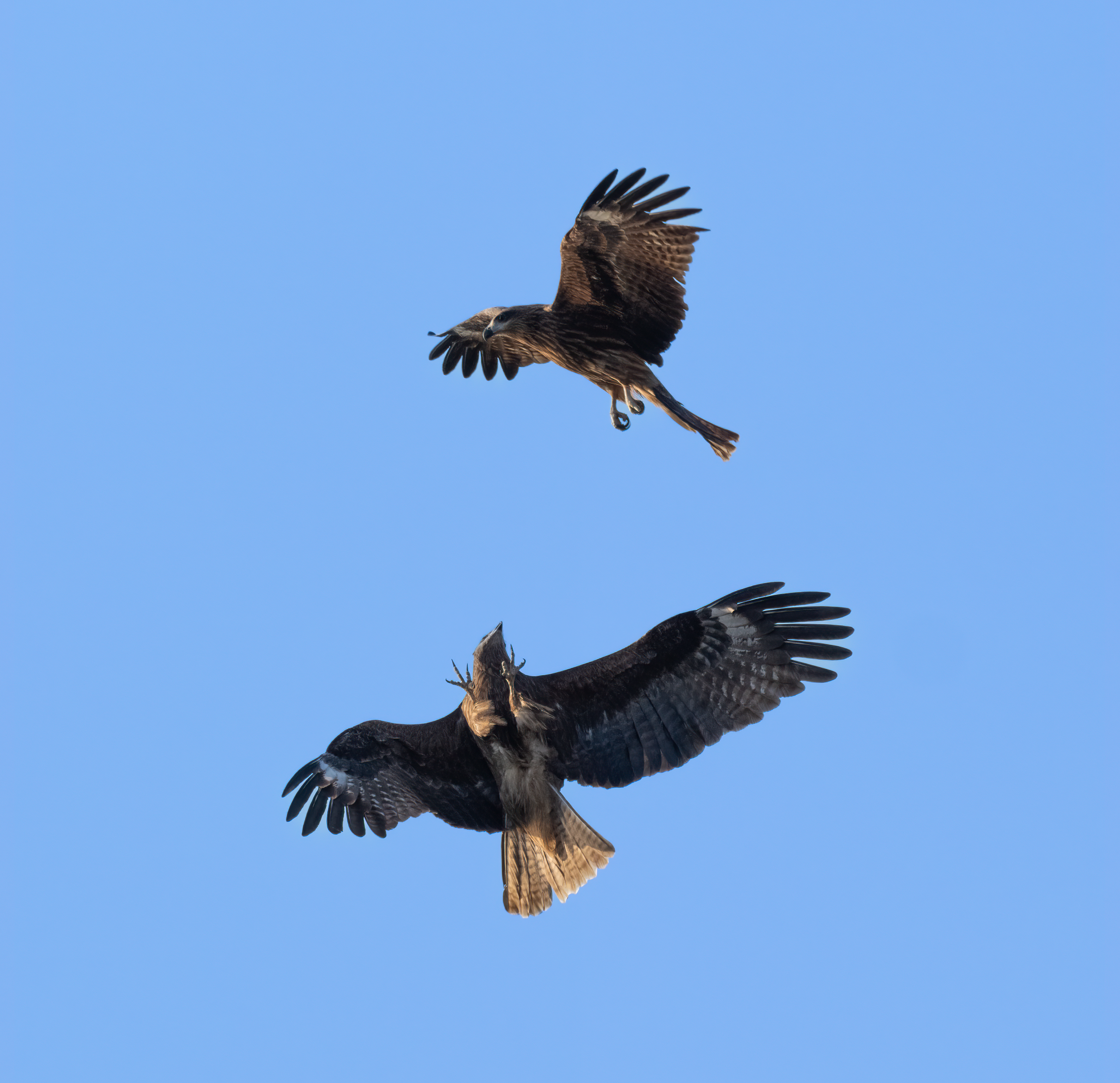 ��ʿGFX100 II�л��� ������̬��Ӱ����