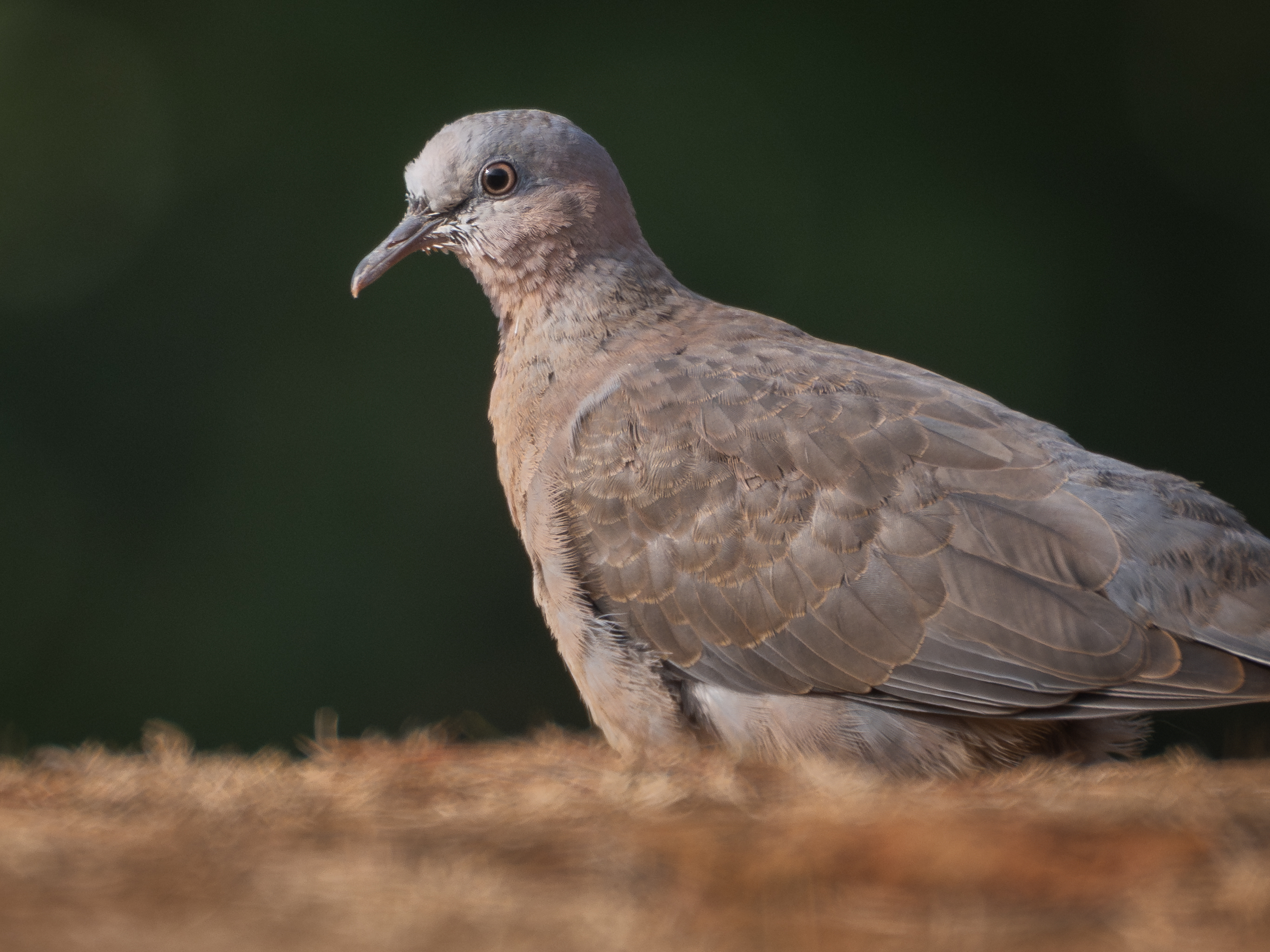 ��ʿGFX1OOII���������۶������ǧ��֮Լ