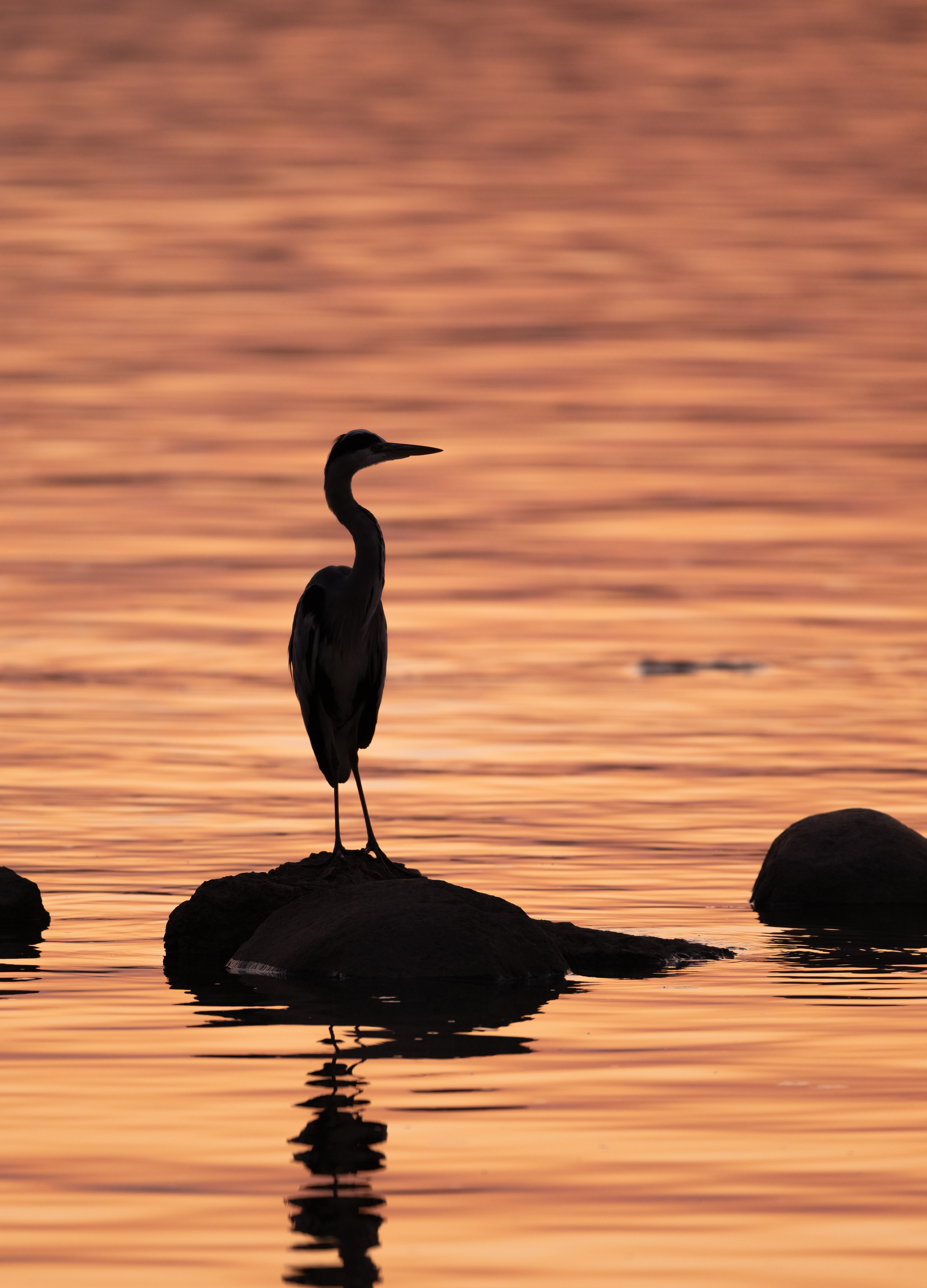 ��ʿGFX100 II�л��� ������̬��Ӱ����