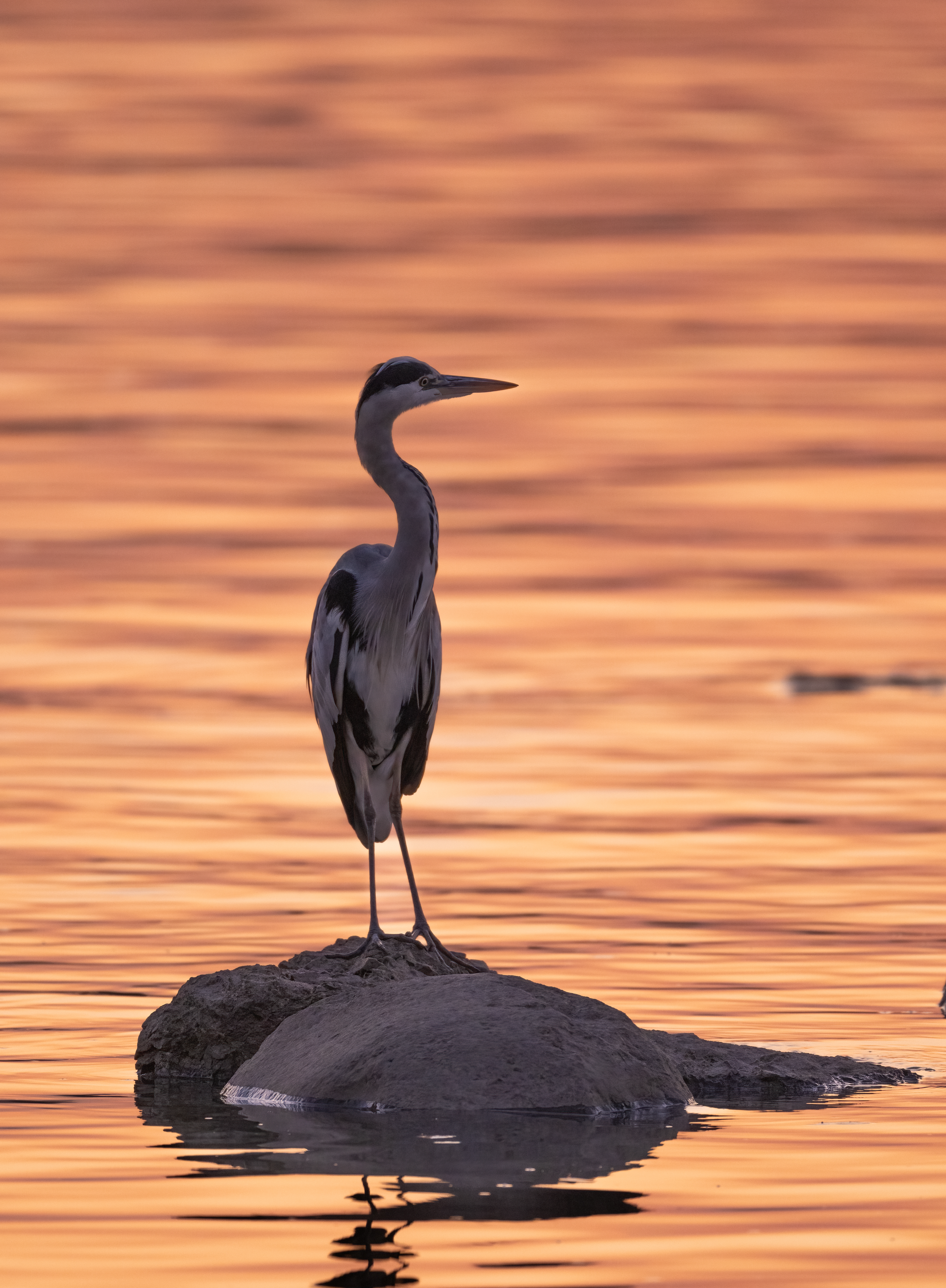 ��ʿGFX100 II�л��� ������̬��Ӱ����