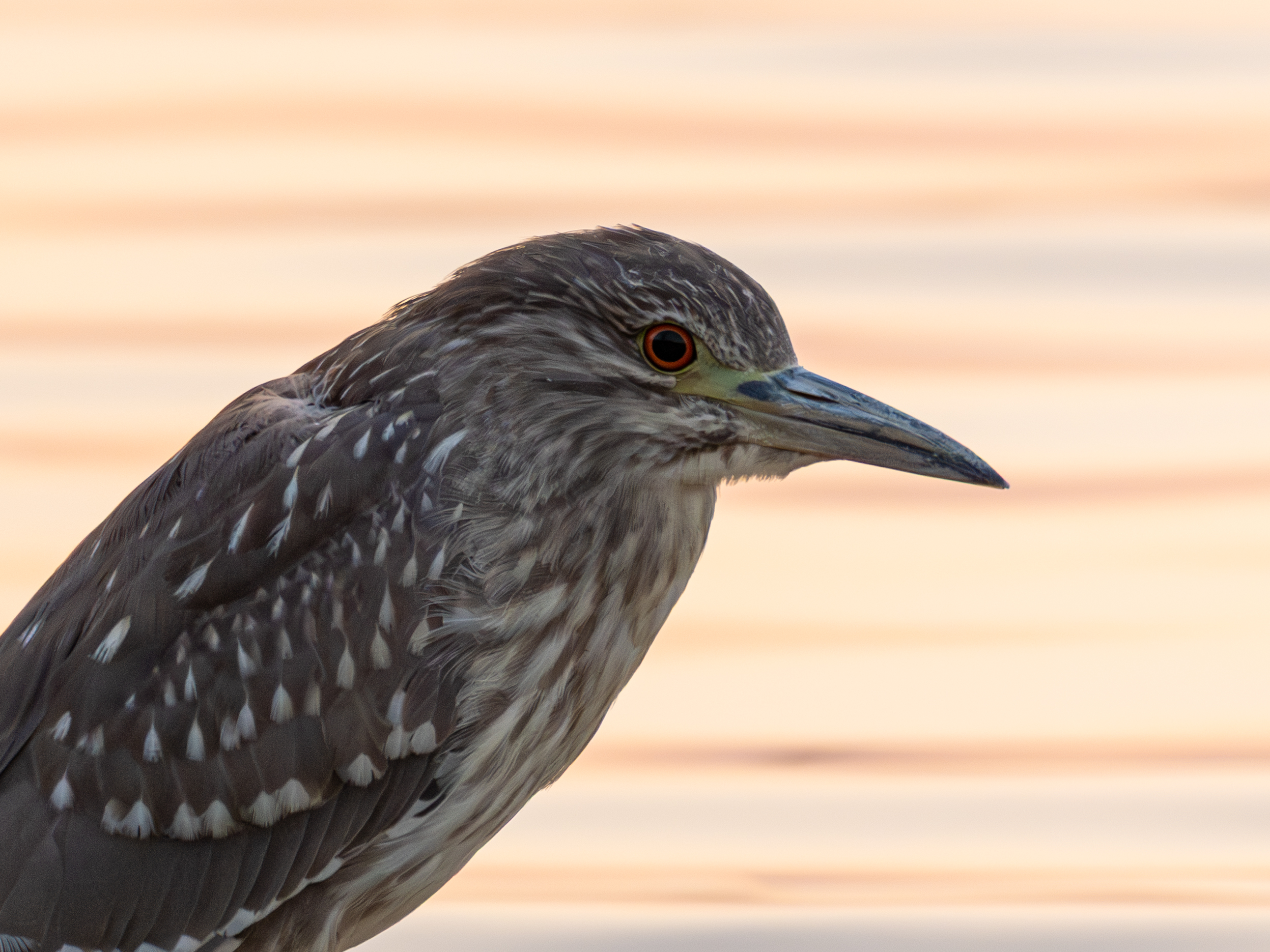 ��ʿGFX100 II�л��� ������̬��Ӱ����