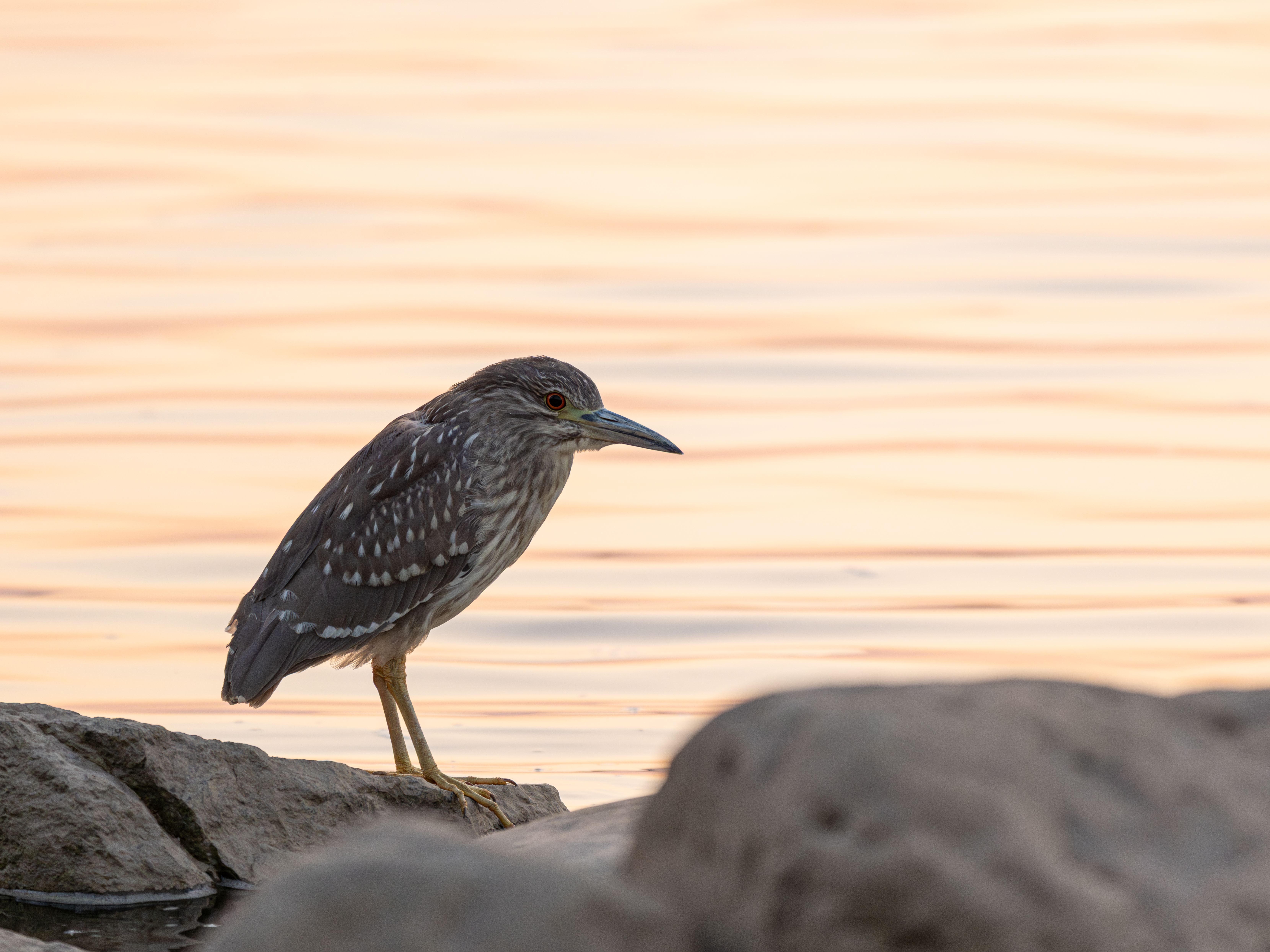 ��ʿGFX100 II�л��� ������̬��Ӱ����