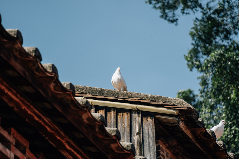 一镜揽尽岭南烟火 腾龙25-200mm G2佛山旅拍实测 一镜揽尽岭南烟火 腾龙25-200mm G2佛山旅拍实测
