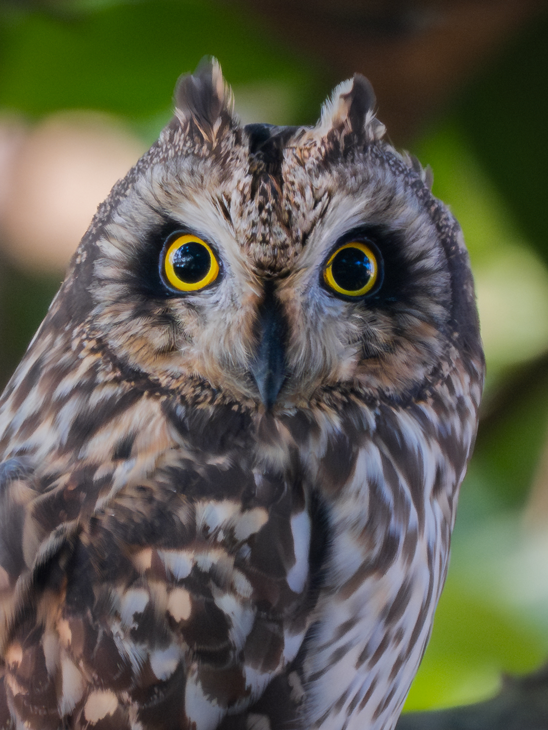 ��ʿGFX100 II���������۶������ǧ��֮Լ