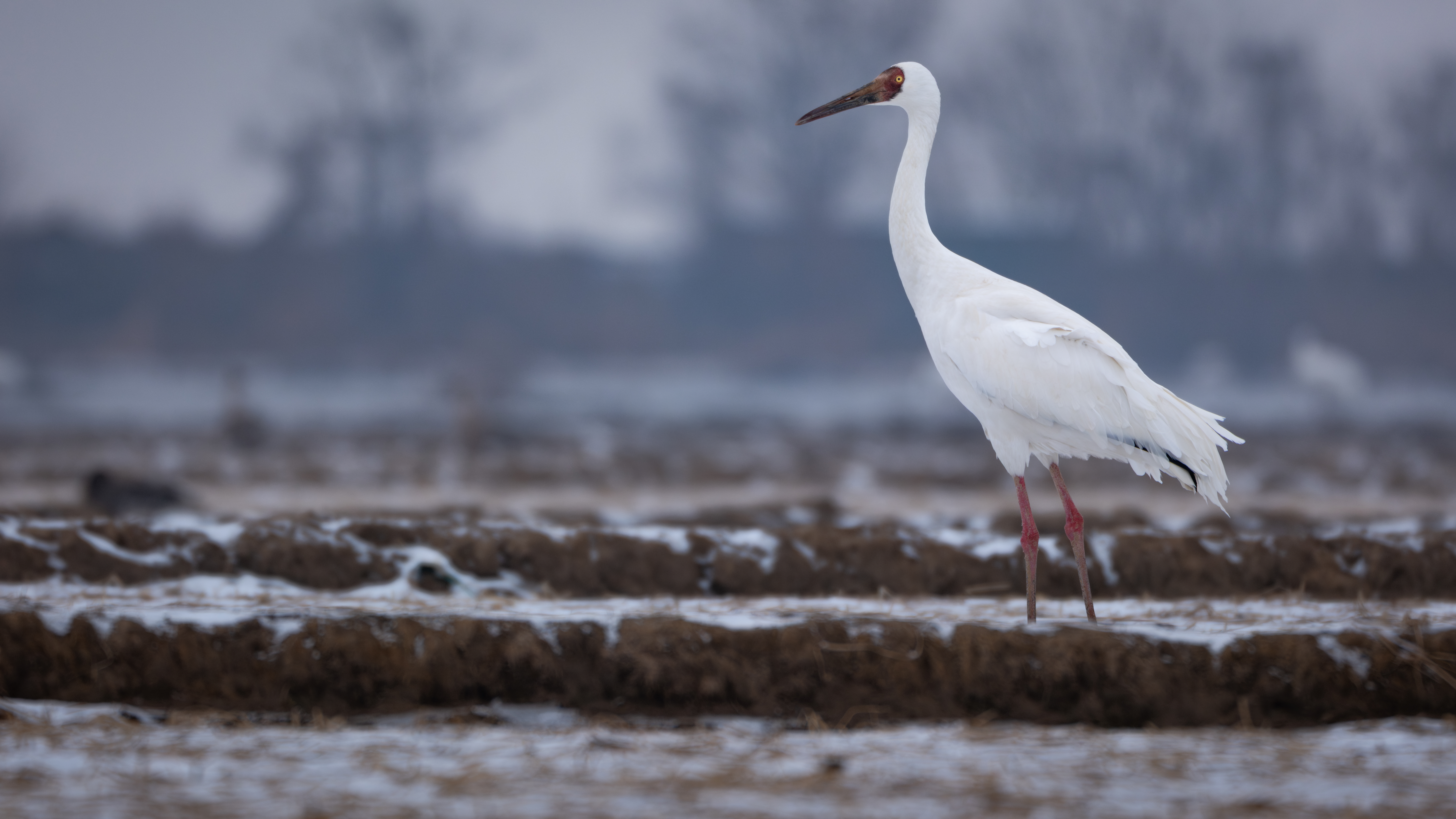 ��ʿGFX100 II���������۶������ǧ��֮Լ