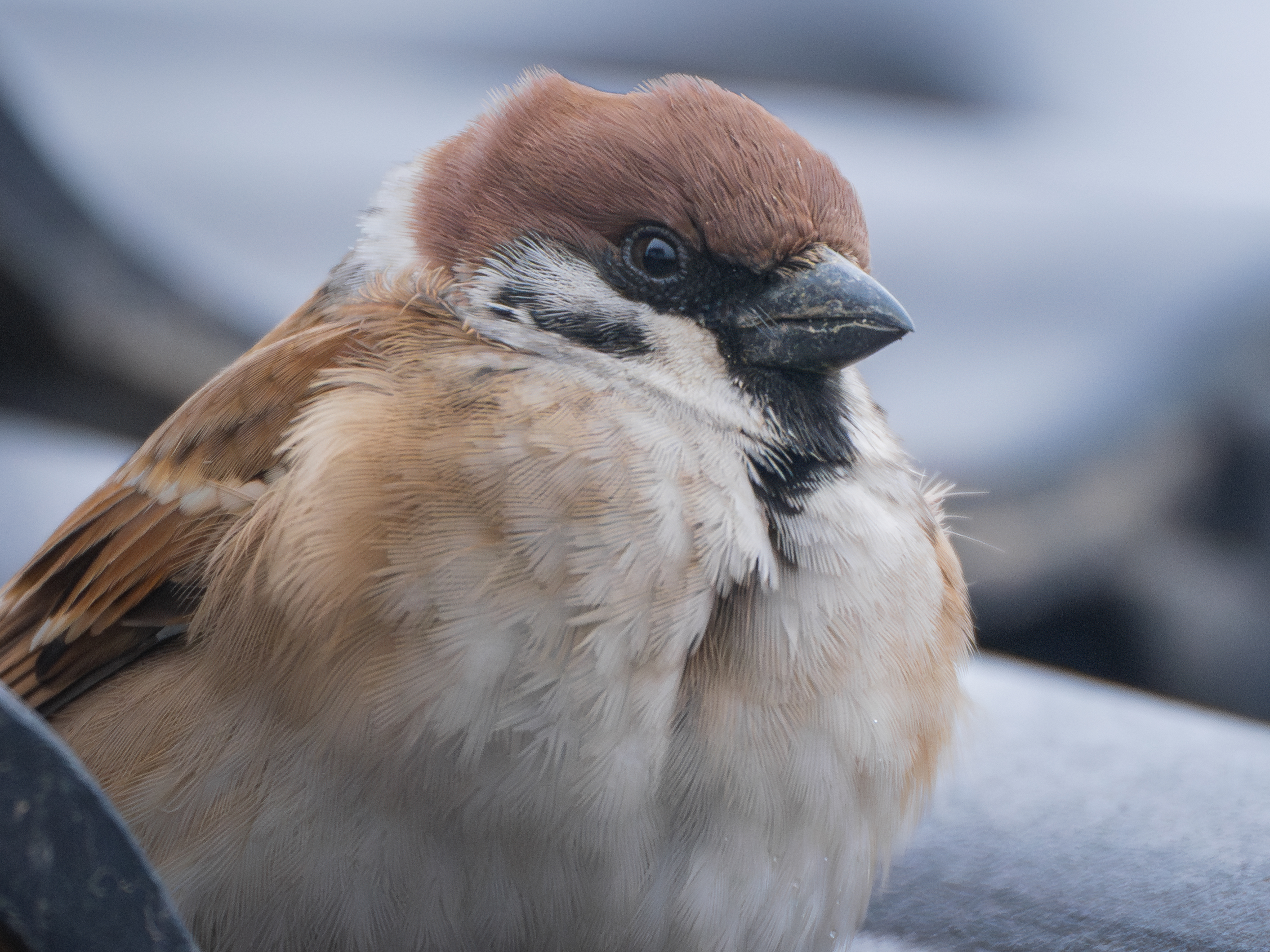 ��ʿGFX100 II���������۶������ǧ��֮Լ