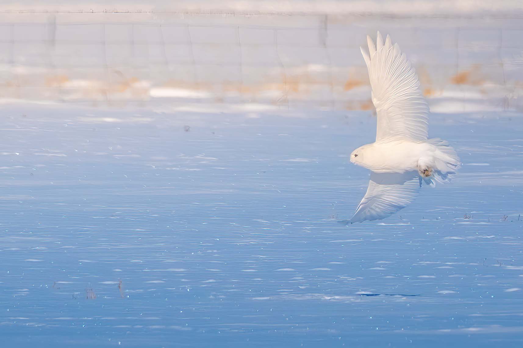ֺѩԭèͷӥ磬ʿٶ콢 X-H2S+XF150-600mm 