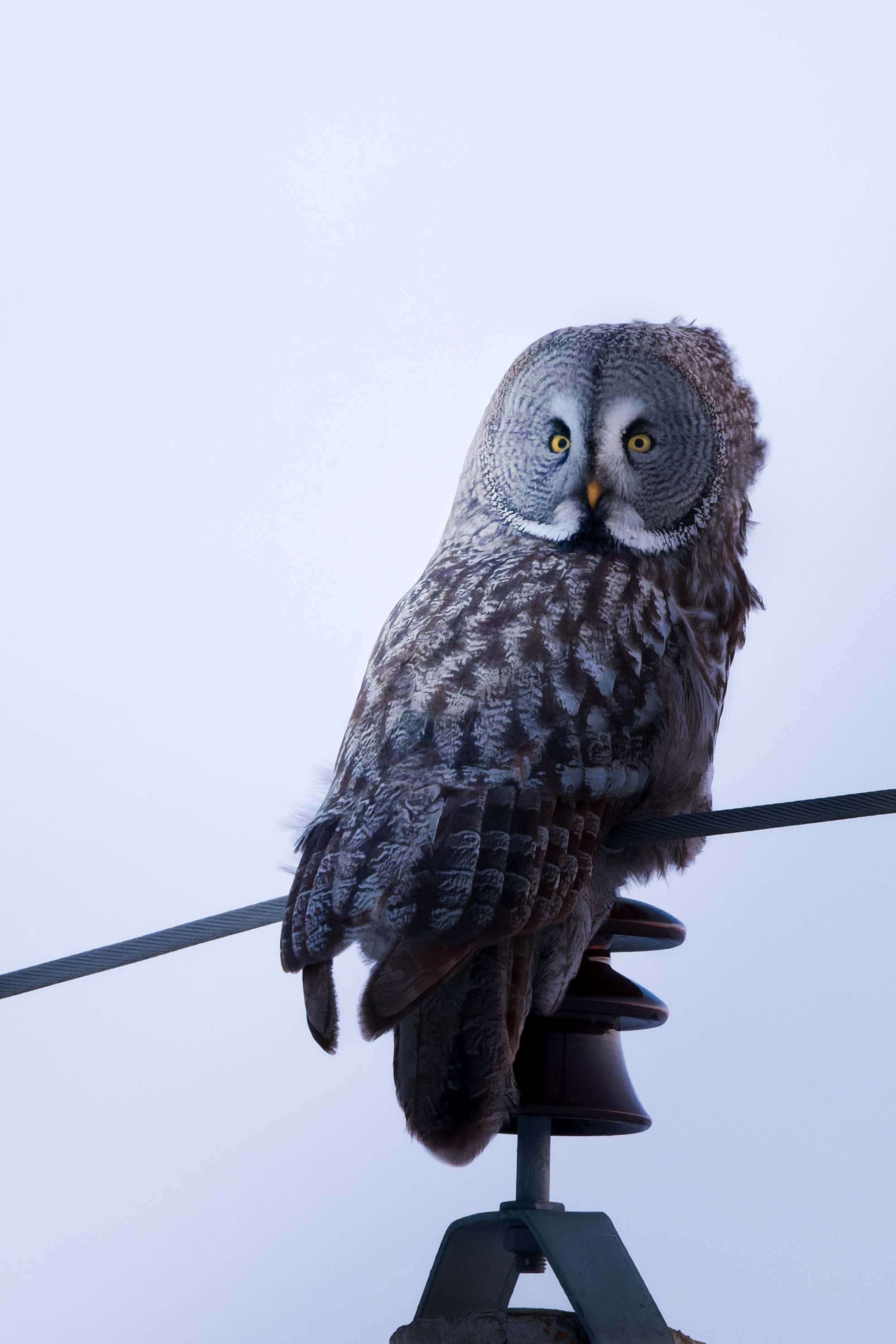 ֺѩԭèͷӥ磬ʿٶ콢 X-H2S+XF150-600mm 