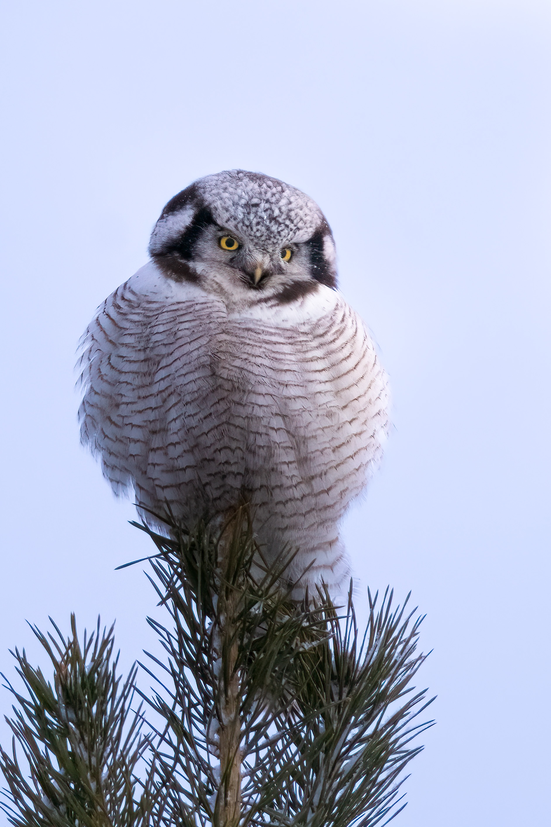 ֺѩԭèͷӥ磬ʿٶ콢 X-H2S+XF150-600mm 