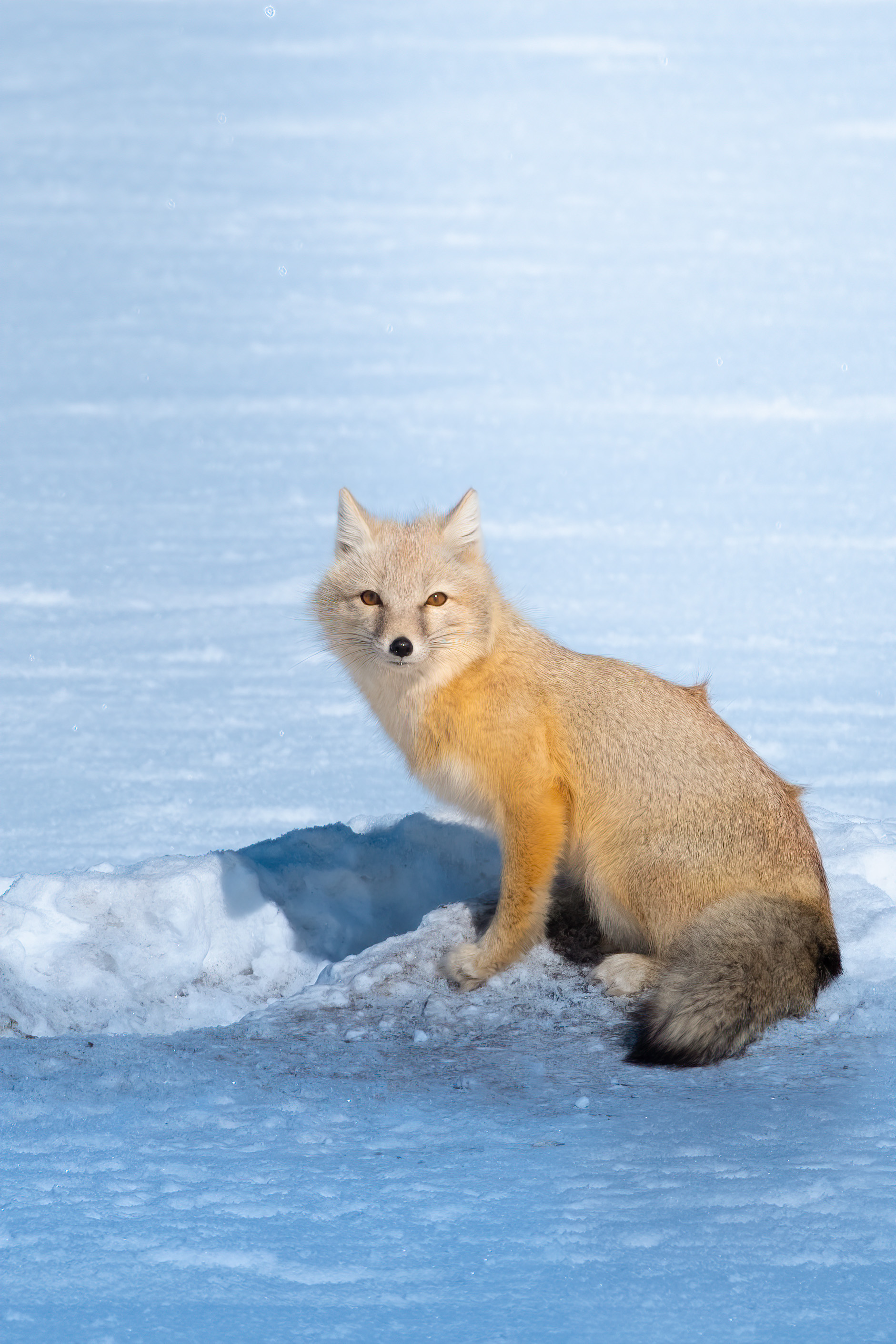 ֺѩԭèͷӥ磬ʿٶ콢 X-H2S+XF150-600mm 