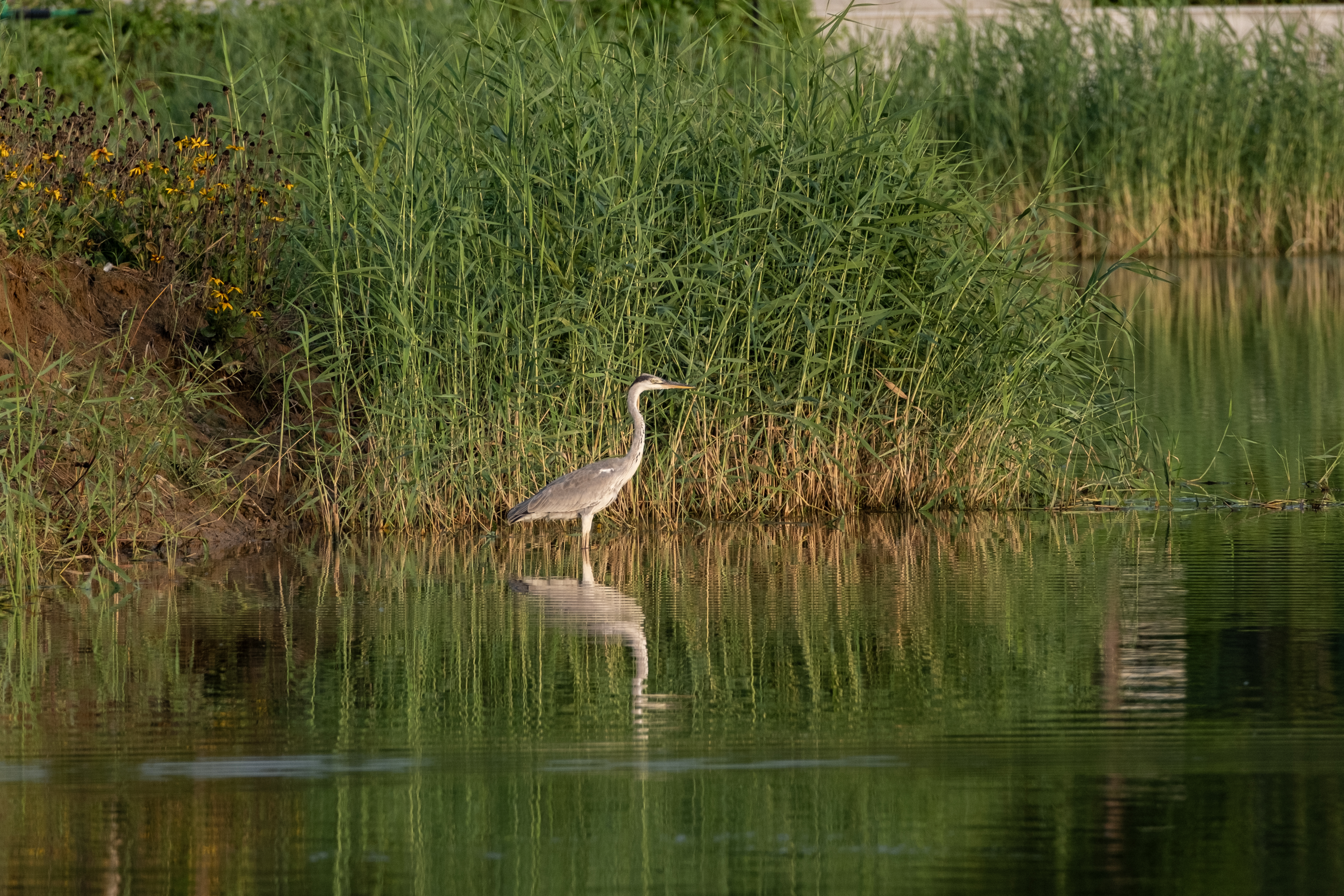 ʿûѡ 100-400mm C