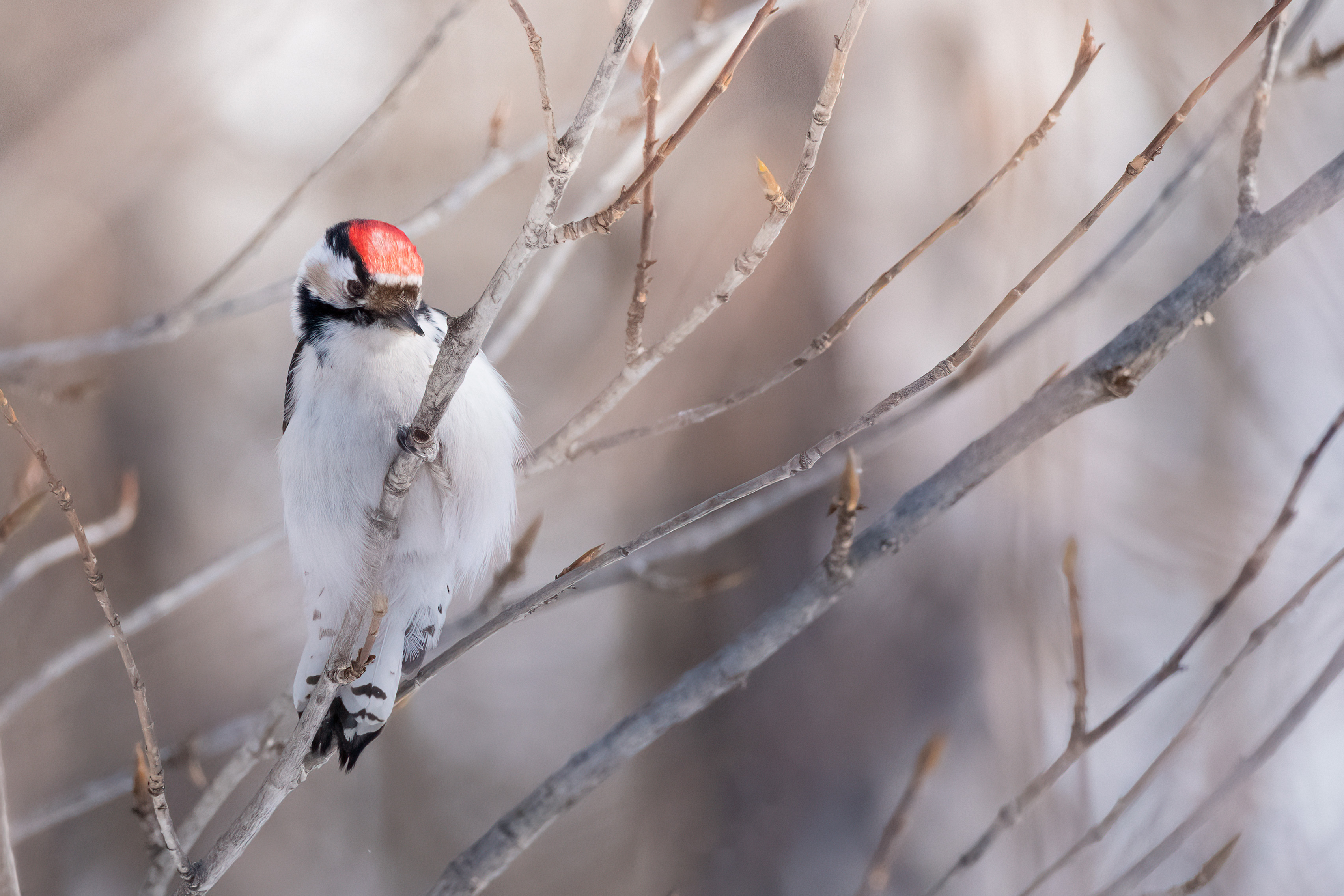 ֺѩԭèͷӥ磬ʿٶ콢 X-H2S+XF150-600mm 