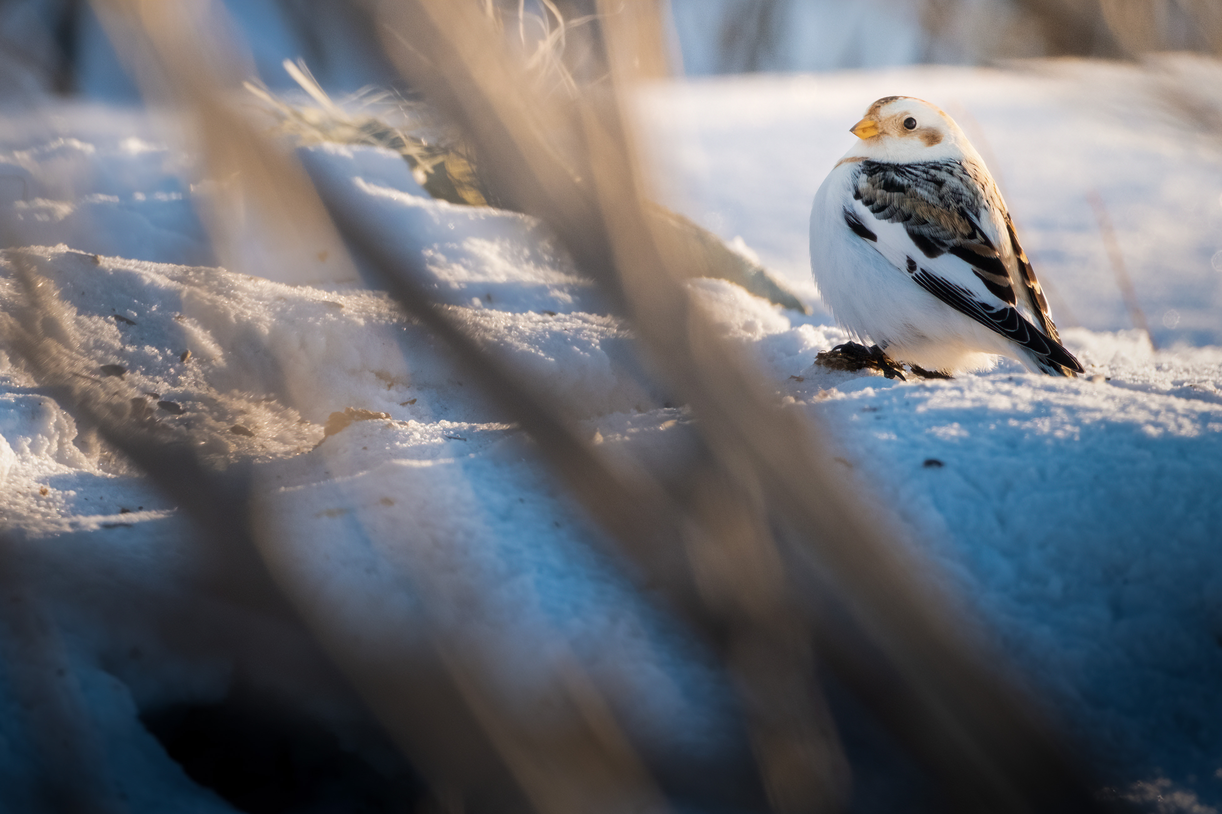 ֺѩԭèͷӥ磬ʿٶ콢 X-H2S+XF150-600mm 