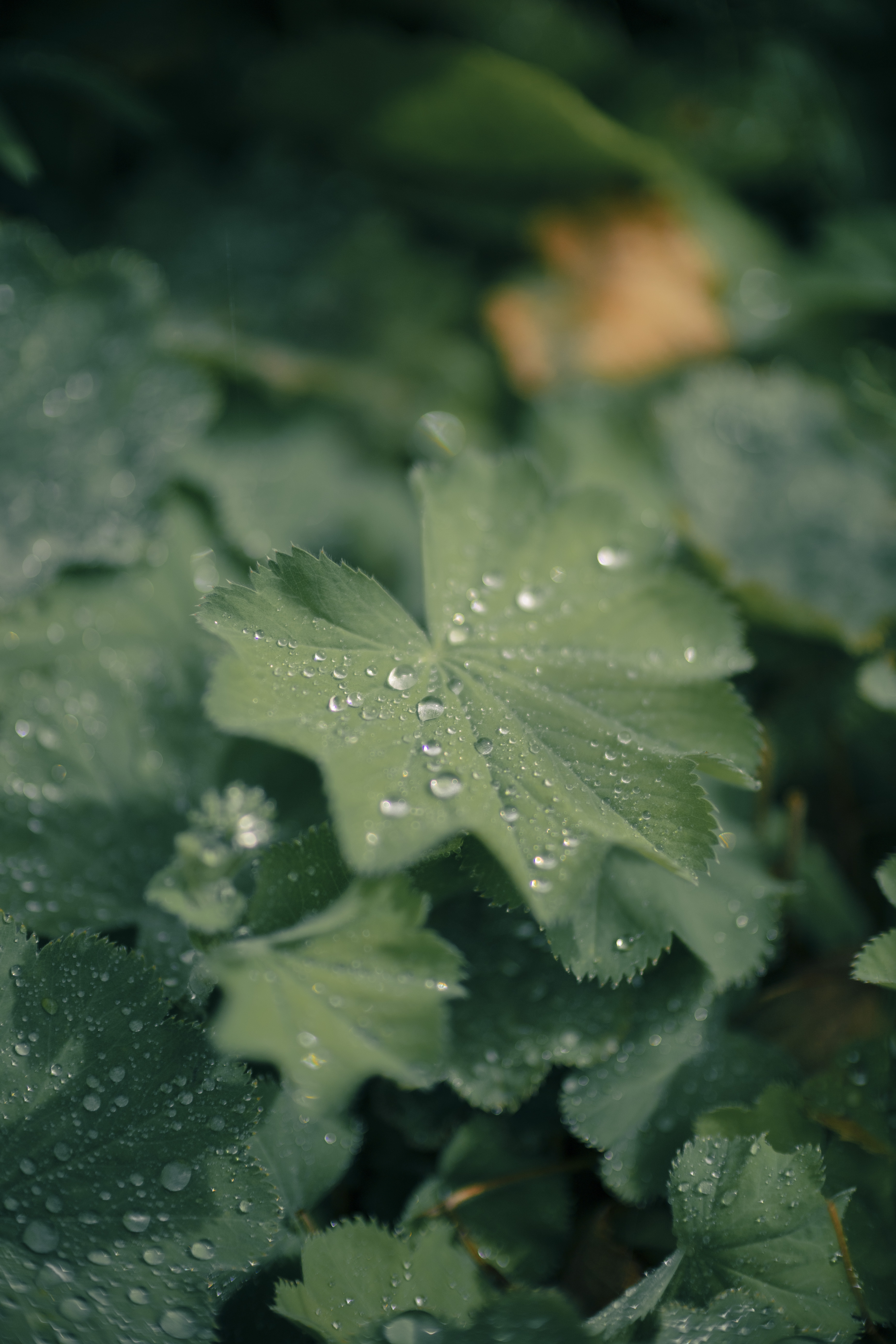 F1.2���Ȧ����֮ѡ ���ܷ���RF45mm F1.2 STM��ͷ