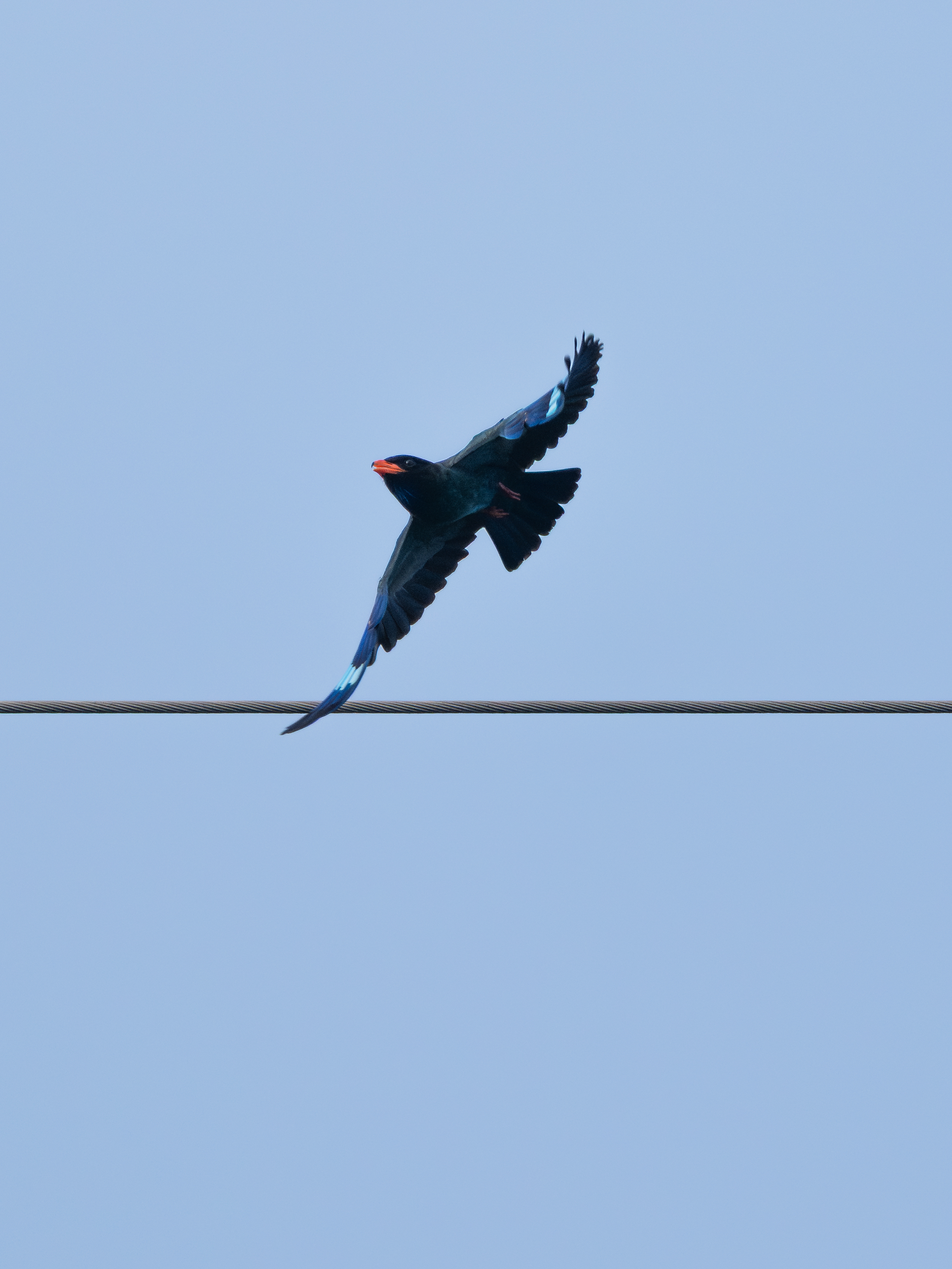ֳָʿGFX100II̽Ѱµ˲