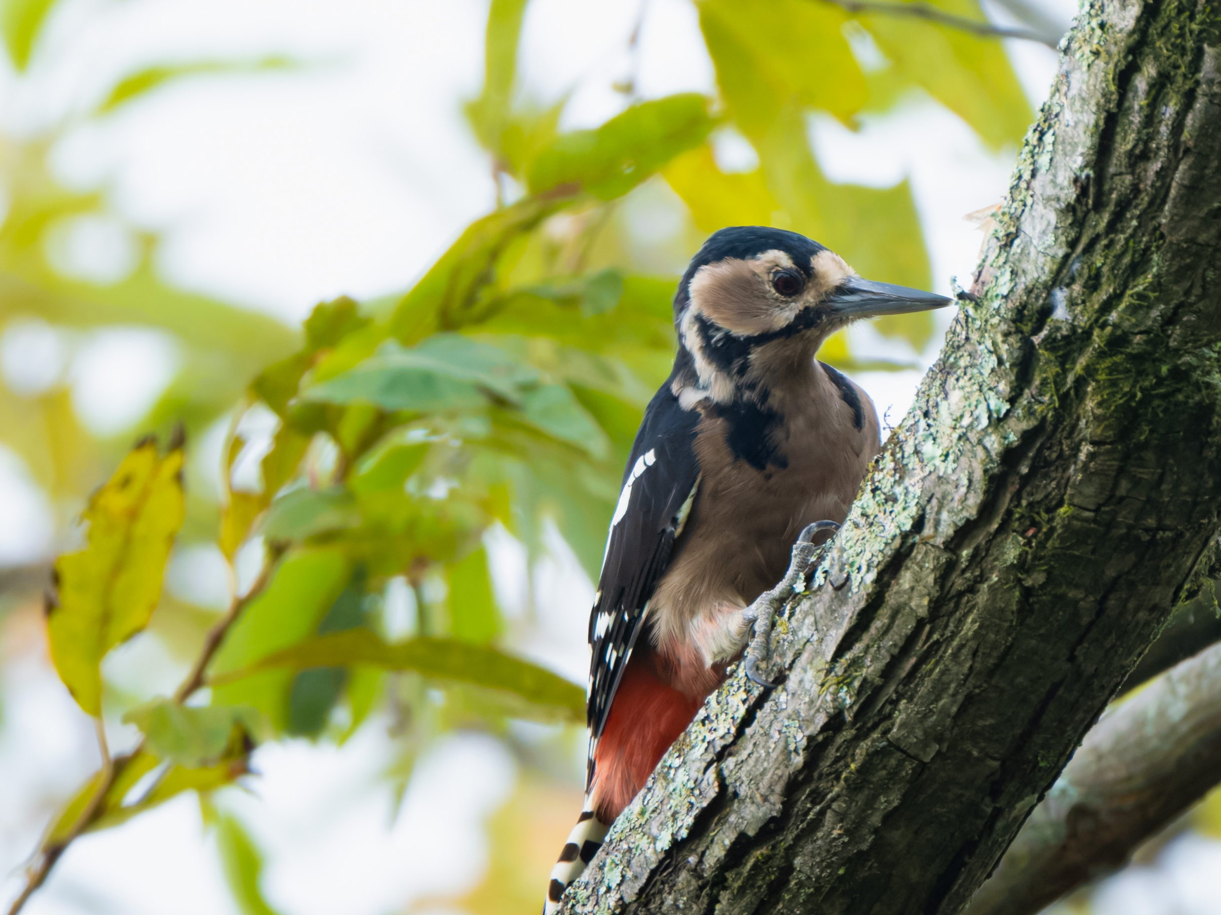 һлҲ񣡸ʿGFX100II+GF500mm F5.6 R LM OIS WR+GF1.4X T