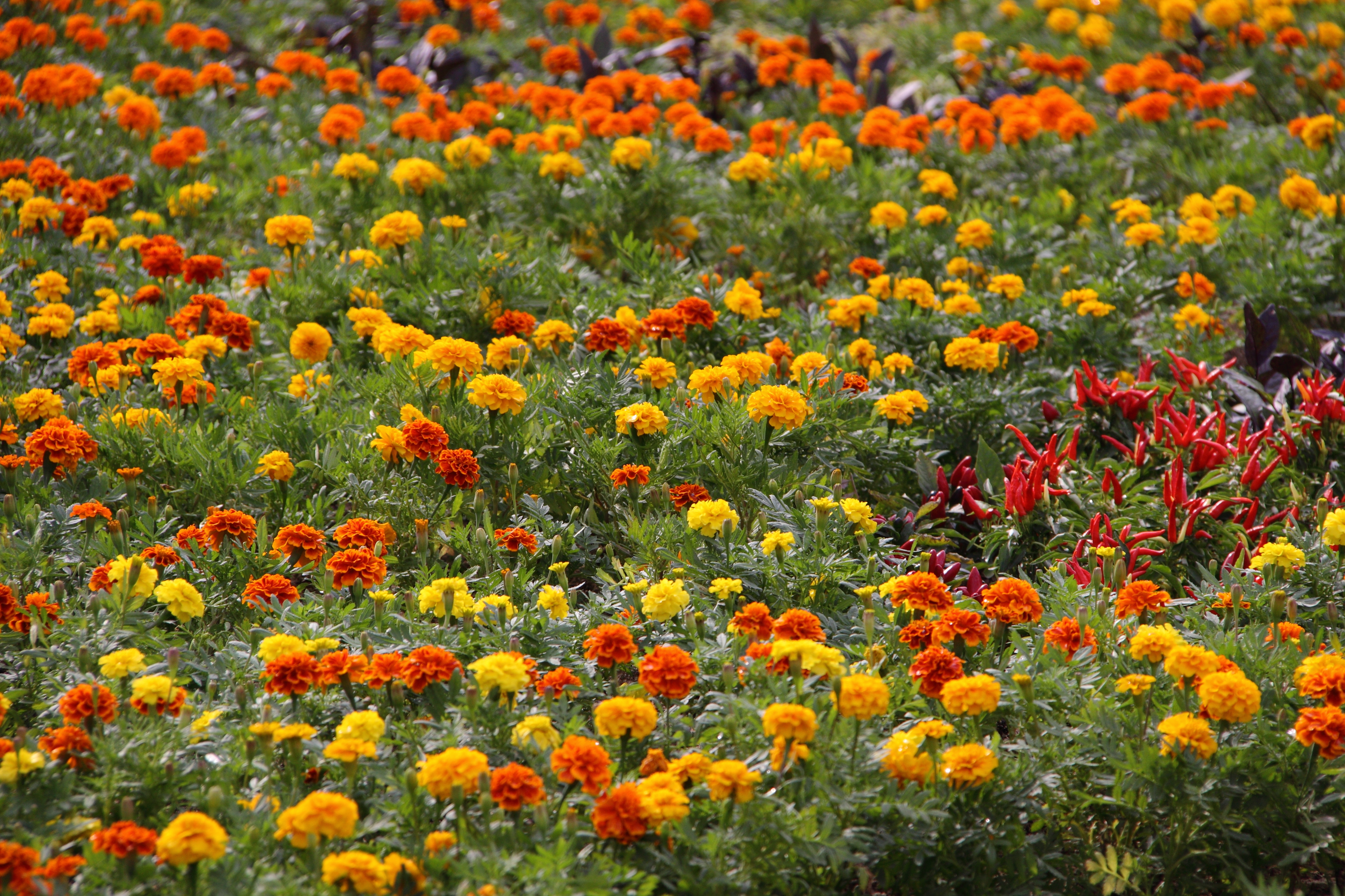 ʽٿEOS50D֮ǹٷ