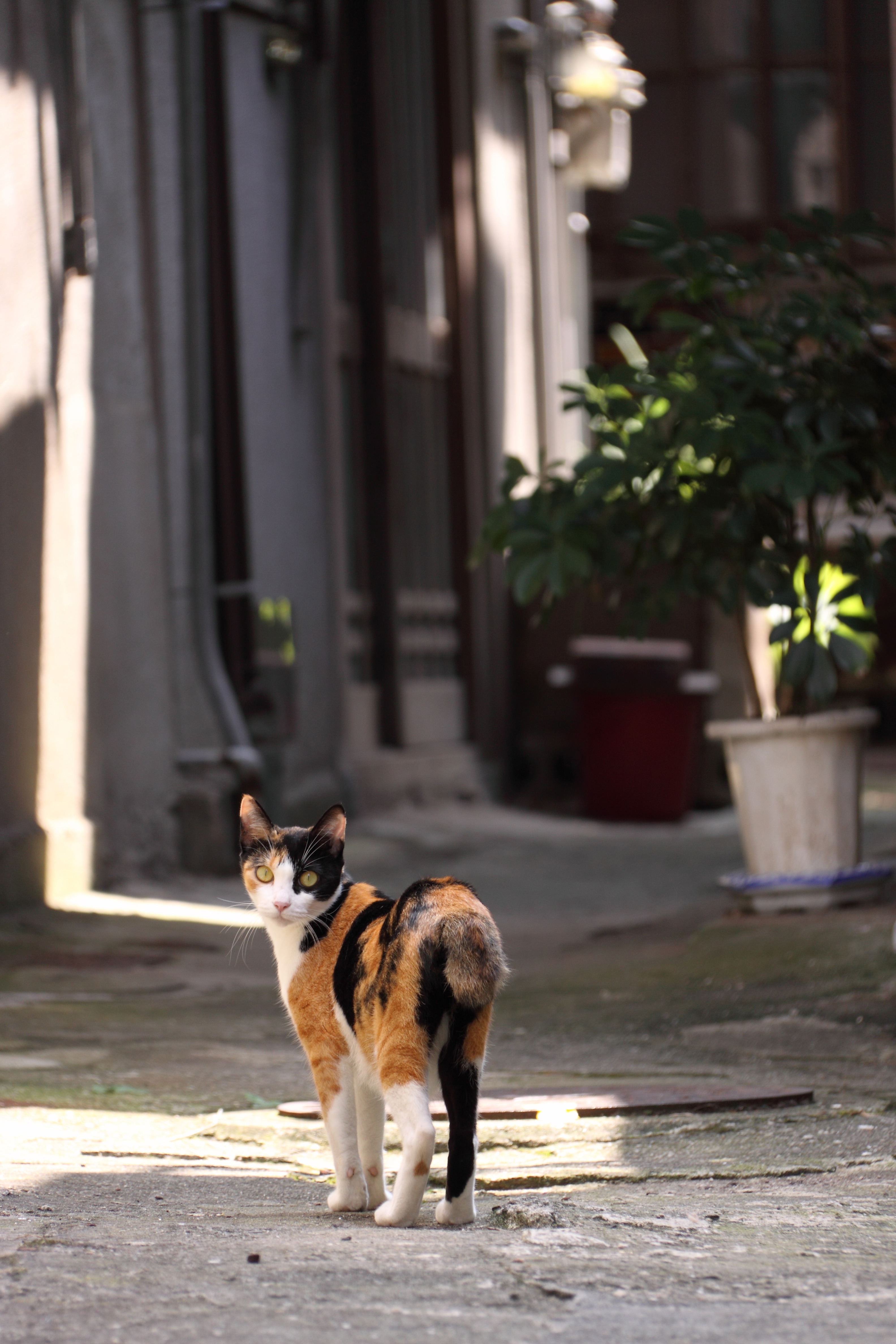 ʽٿEOS50D֮ǹٷ