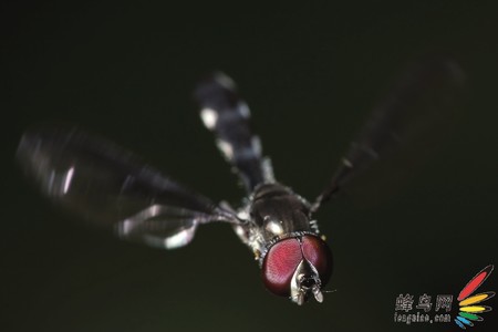 數碼攝影工坊微距篇－拍攝飛行的昆蟲
