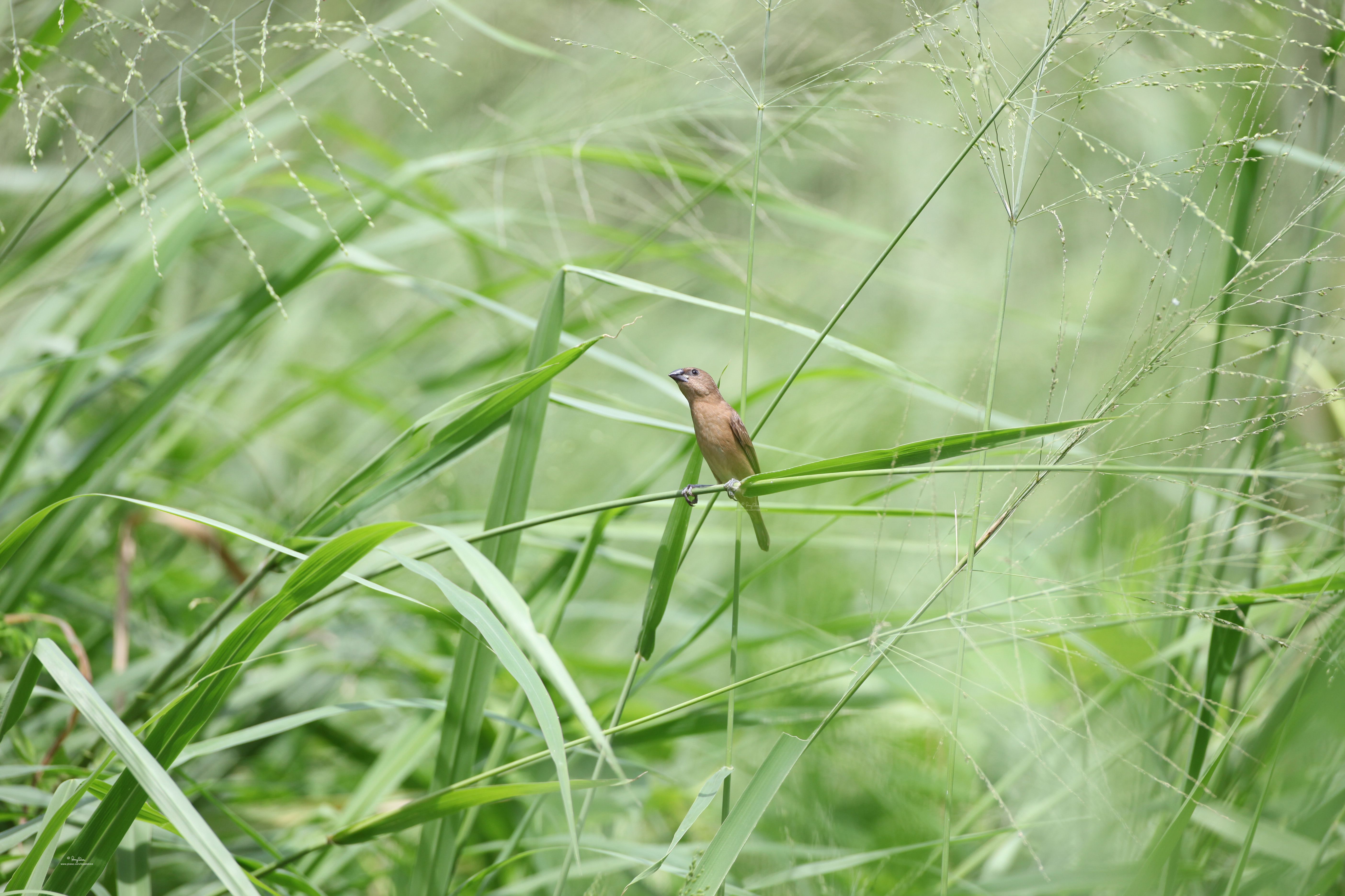 Ȼ ļEOS5D Mark II