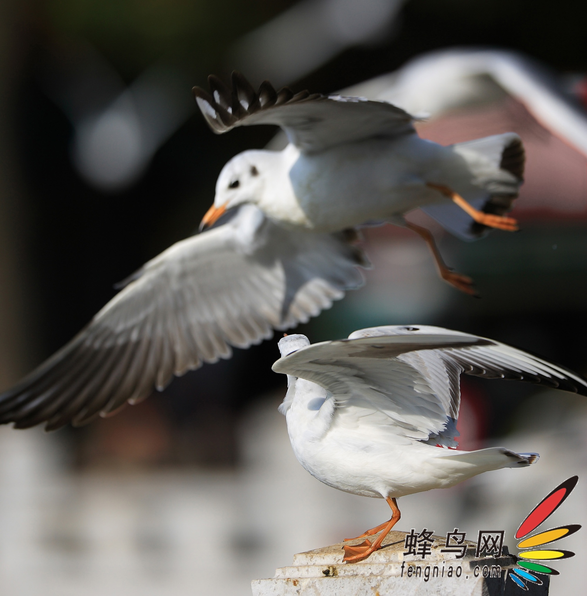 ŸɶEOS 5D Mark II
