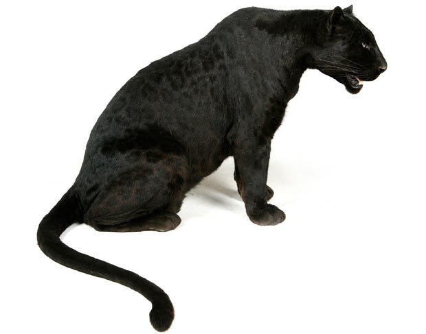ӰޱɧŪ