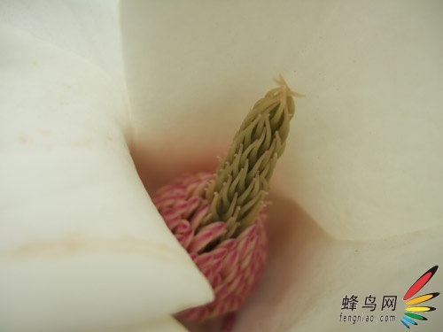 10cmɾ㻨