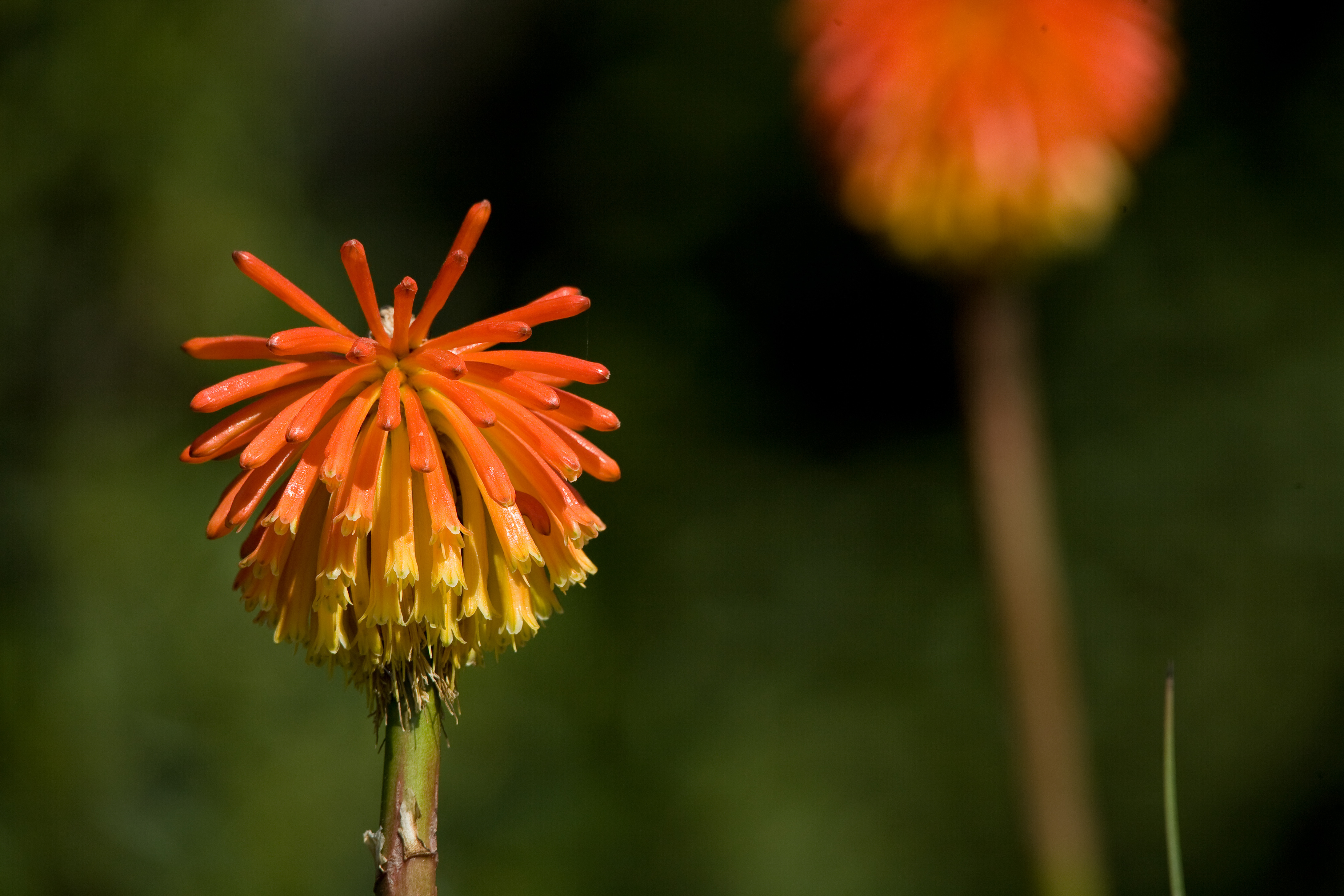 50-500 F4.5-6.3DG OSʵ