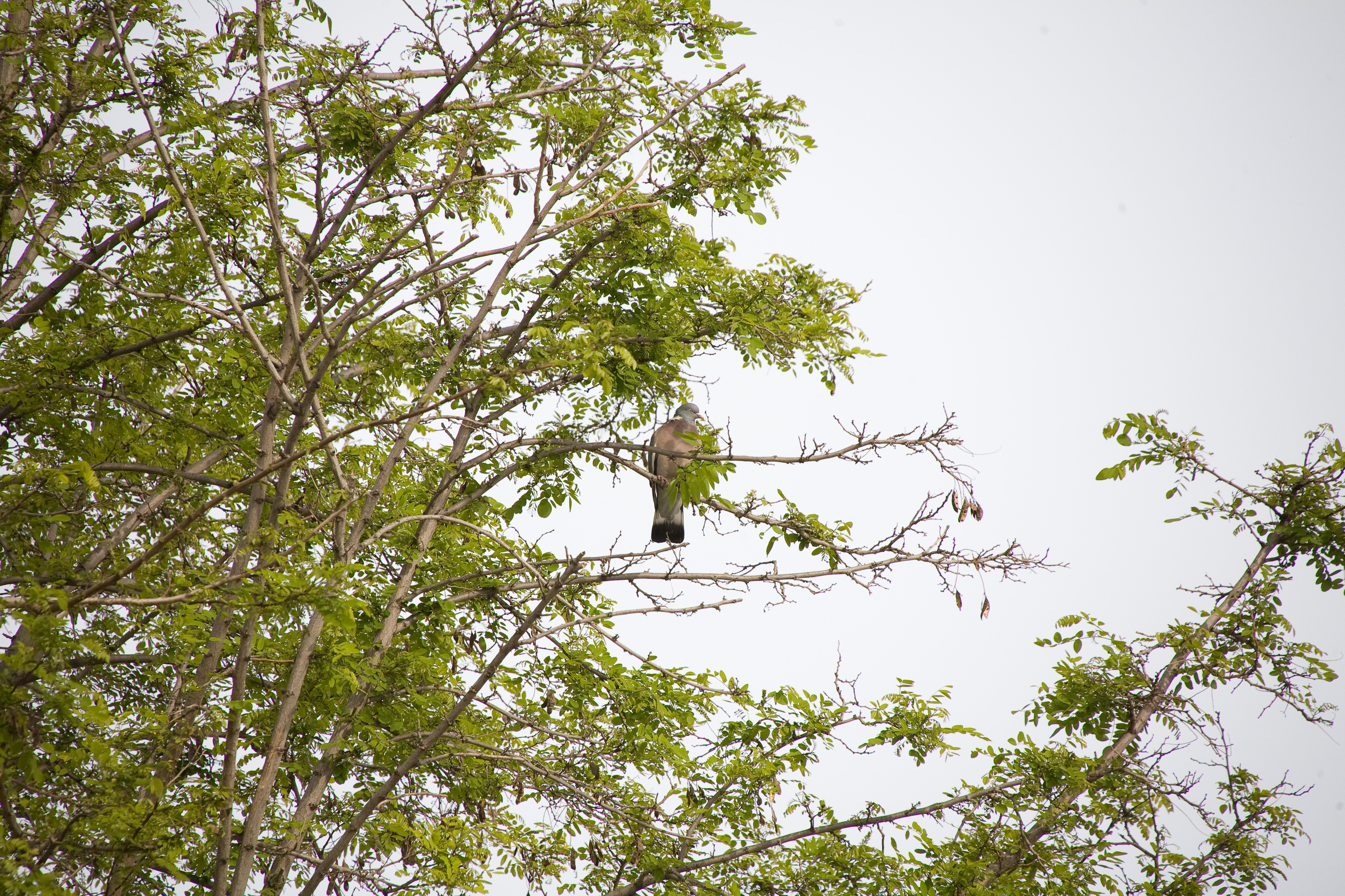 50-500 F4.5-6.3DG OSʵ