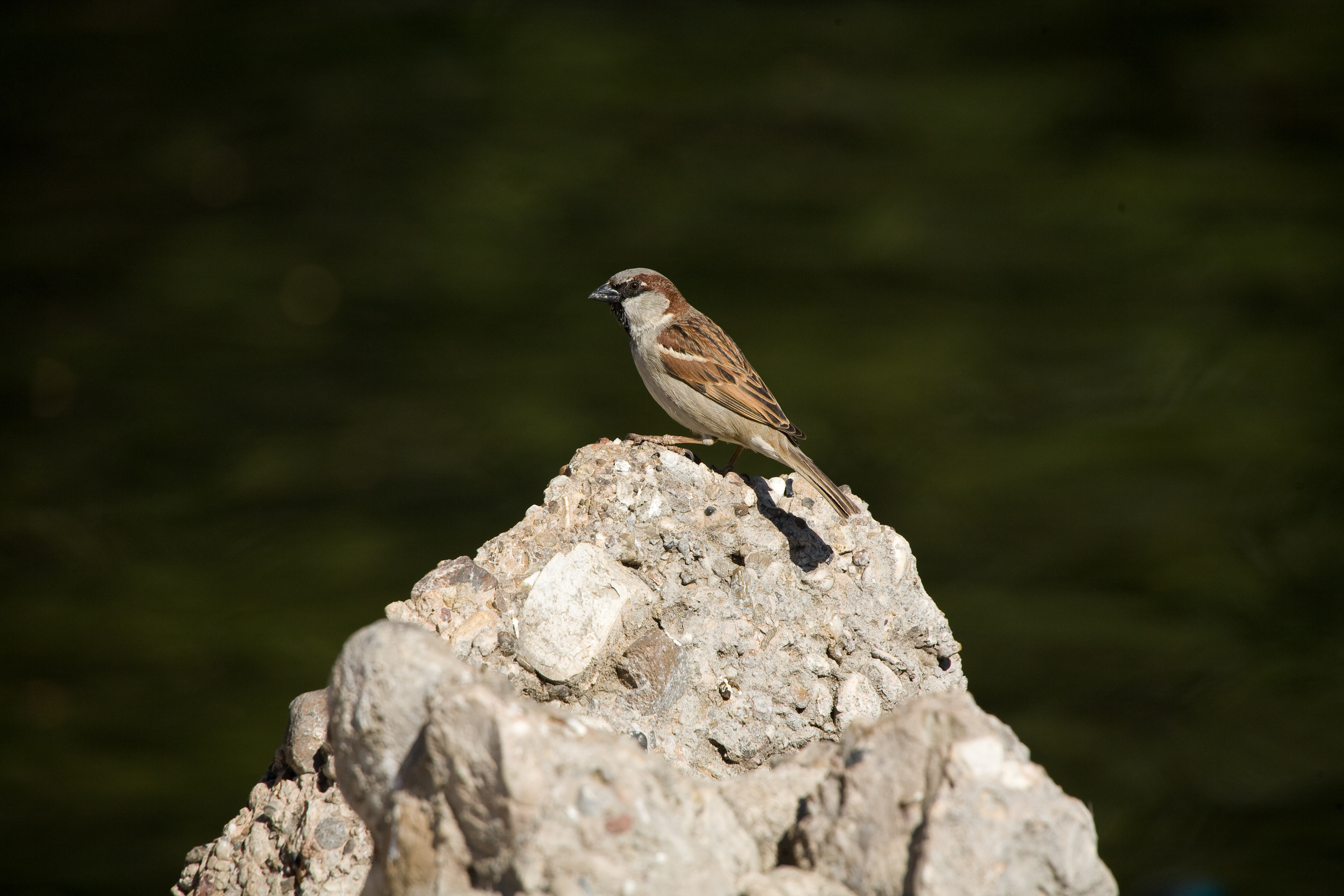50-500 F4.5-6.3DG OSʵ
