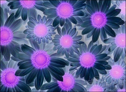 专业花卉摄影技巧 专业花卉摄影技巧