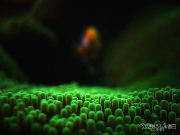 《国家地理》震撼视觉的水下摄影