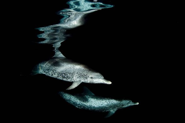 那些属于海的生灵 2010海洋摄影佳作揭晓