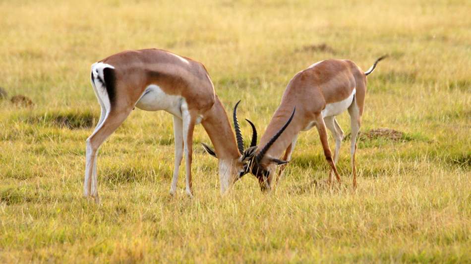 自驾肯尼亚安博赛利国家公园 看那形形色色的动物们