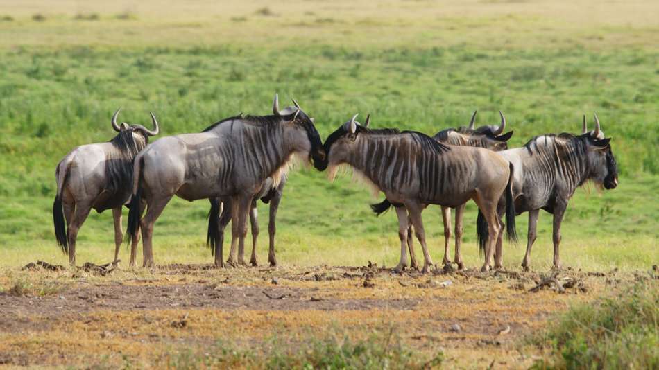 自驾肯尼亚安博赛利国家公园 看那形形色色的动物们