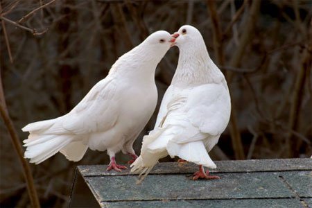 ȫ Ҳ