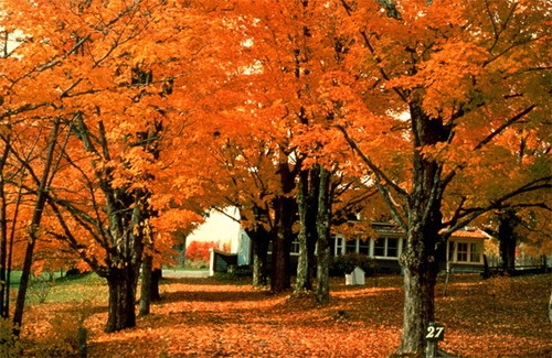 秋季即将来临 加拿大最佳赏枫地攻略