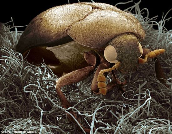 3D微距拍家庭昆虫:家具甲虫外形丑陋