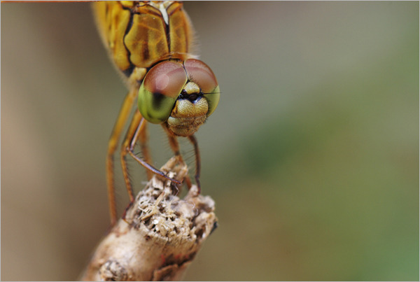 摄影师深度探索 如何拍摄蜻蜓的复眼
