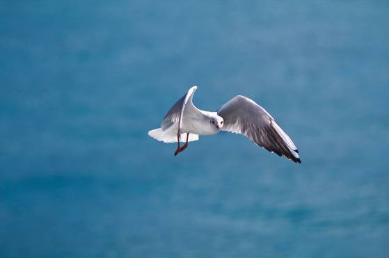ŷˮEOS 60D ʿ