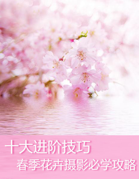 十大进阶技巧 春季花卉摄影必学攻略 十大进阶技巧 春季花卉摄影必学攻略