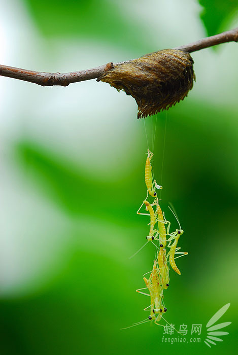 24小时探秘昆虫世界