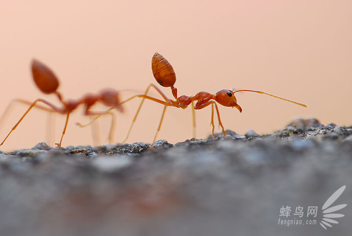 24小时探秘昆虫世界