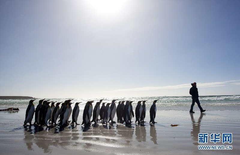 探秘争议领土马岛上的绝美风光 企鹅天堂