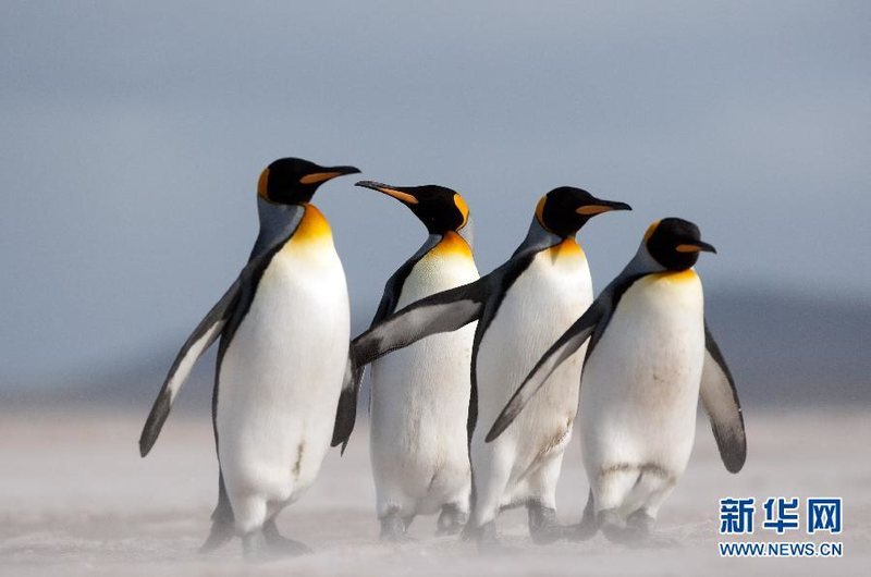 探秘争议领土马岛上的绝美风光 企鹅天堂